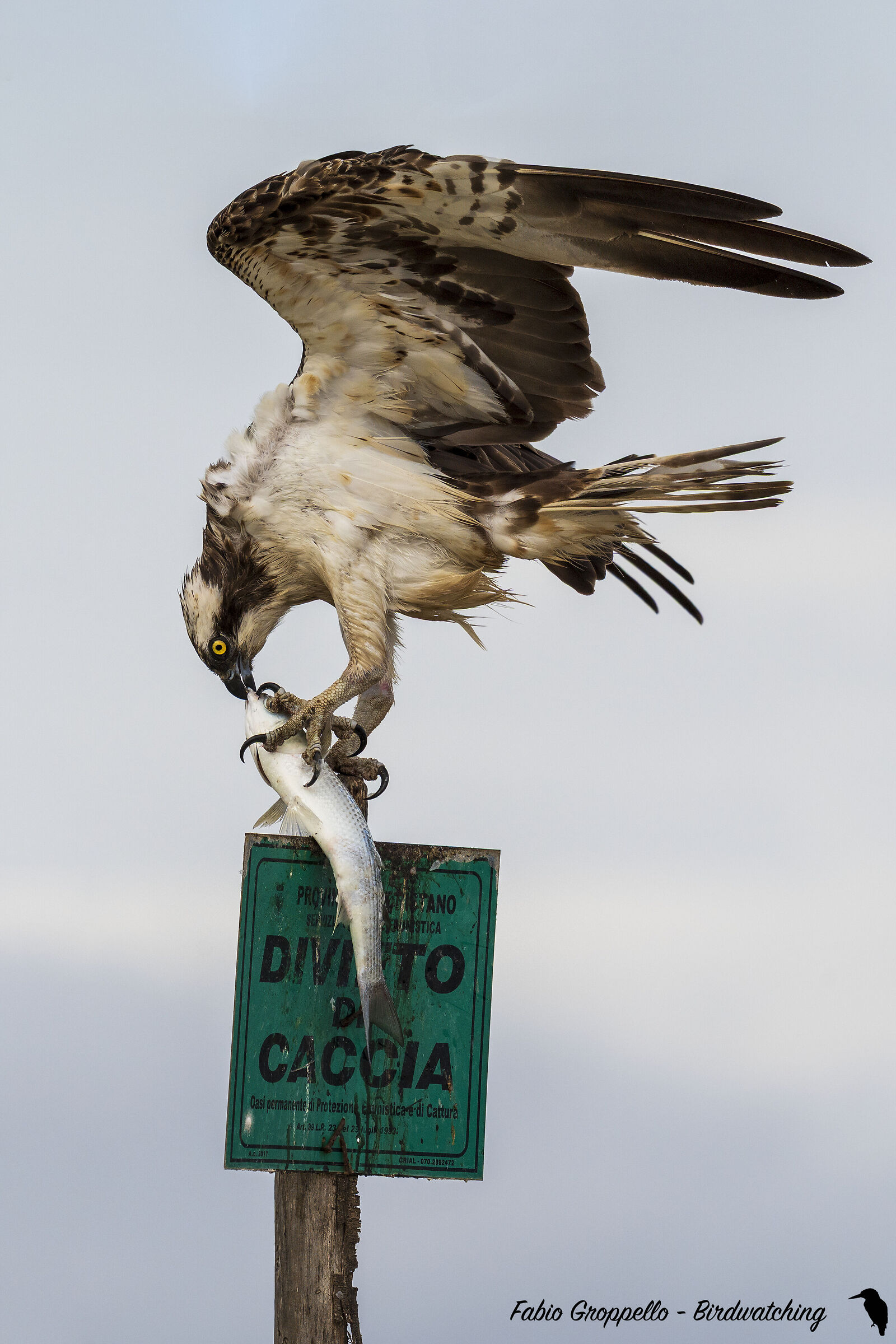 Osprey with prey