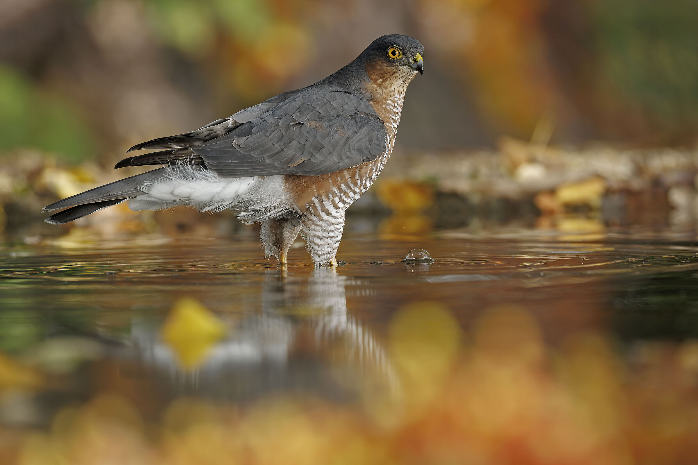 Sparviere &male; con i colori dell'autunno