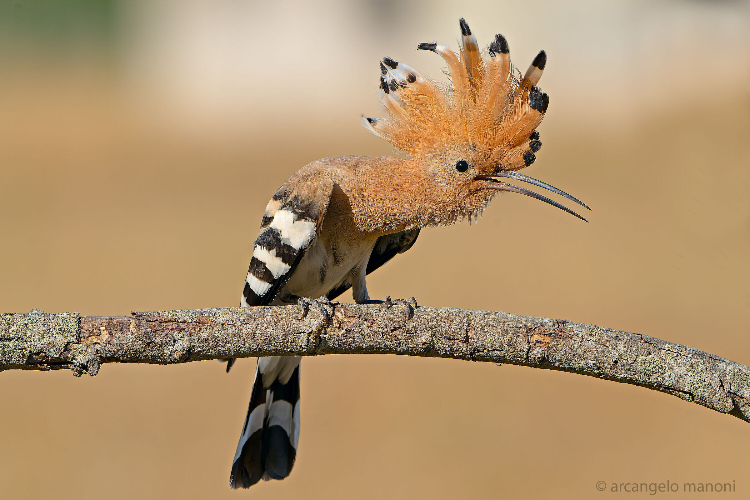 Il galletto marzaiolo arrabbiato
