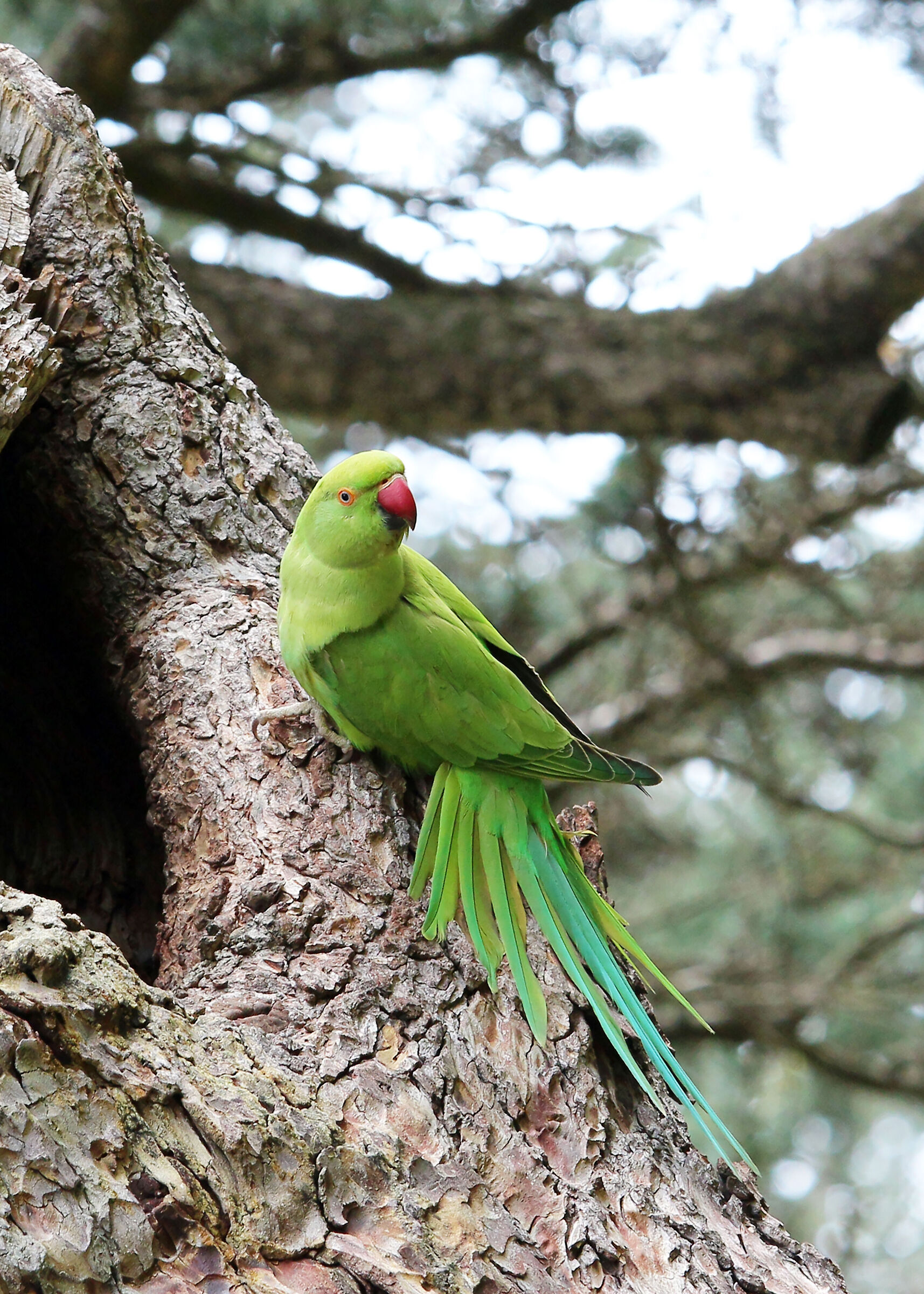 Parrot... (3 photos)