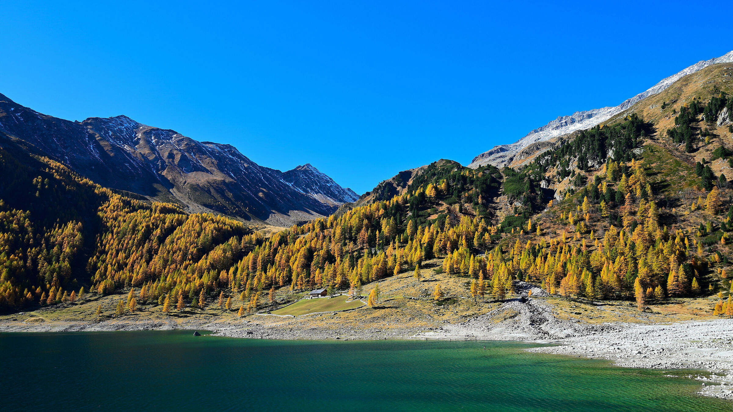 golden larches and lake