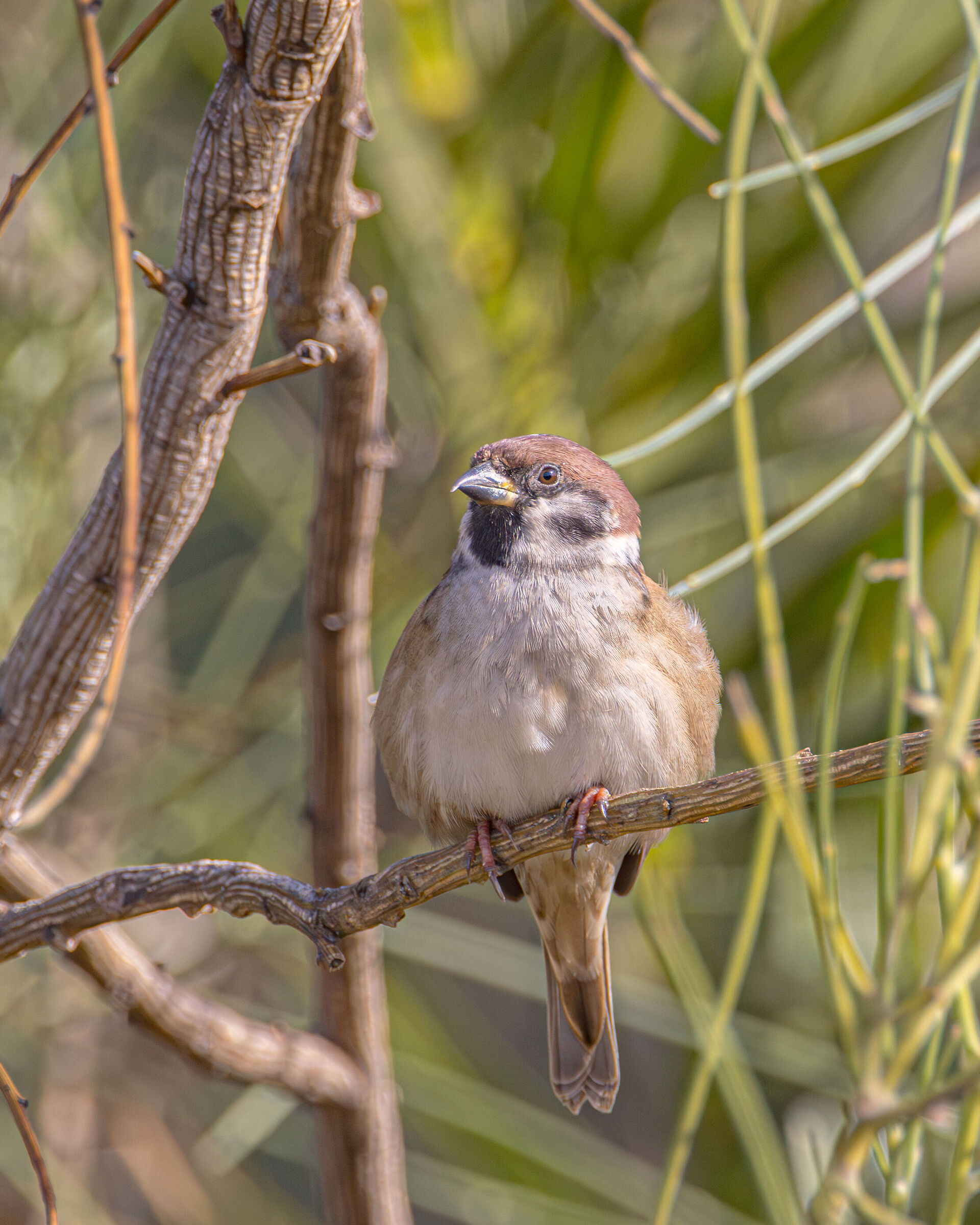 Tree sparrow