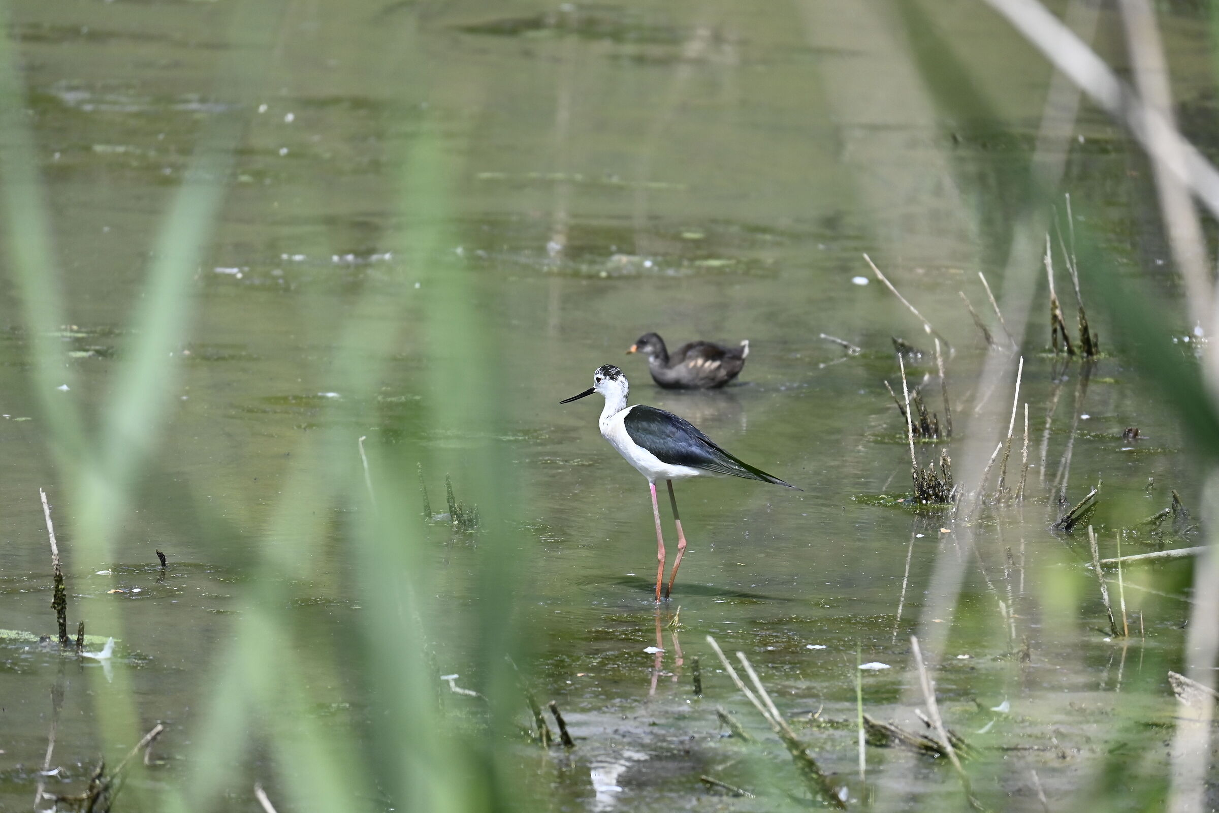 Himantopus himantopus