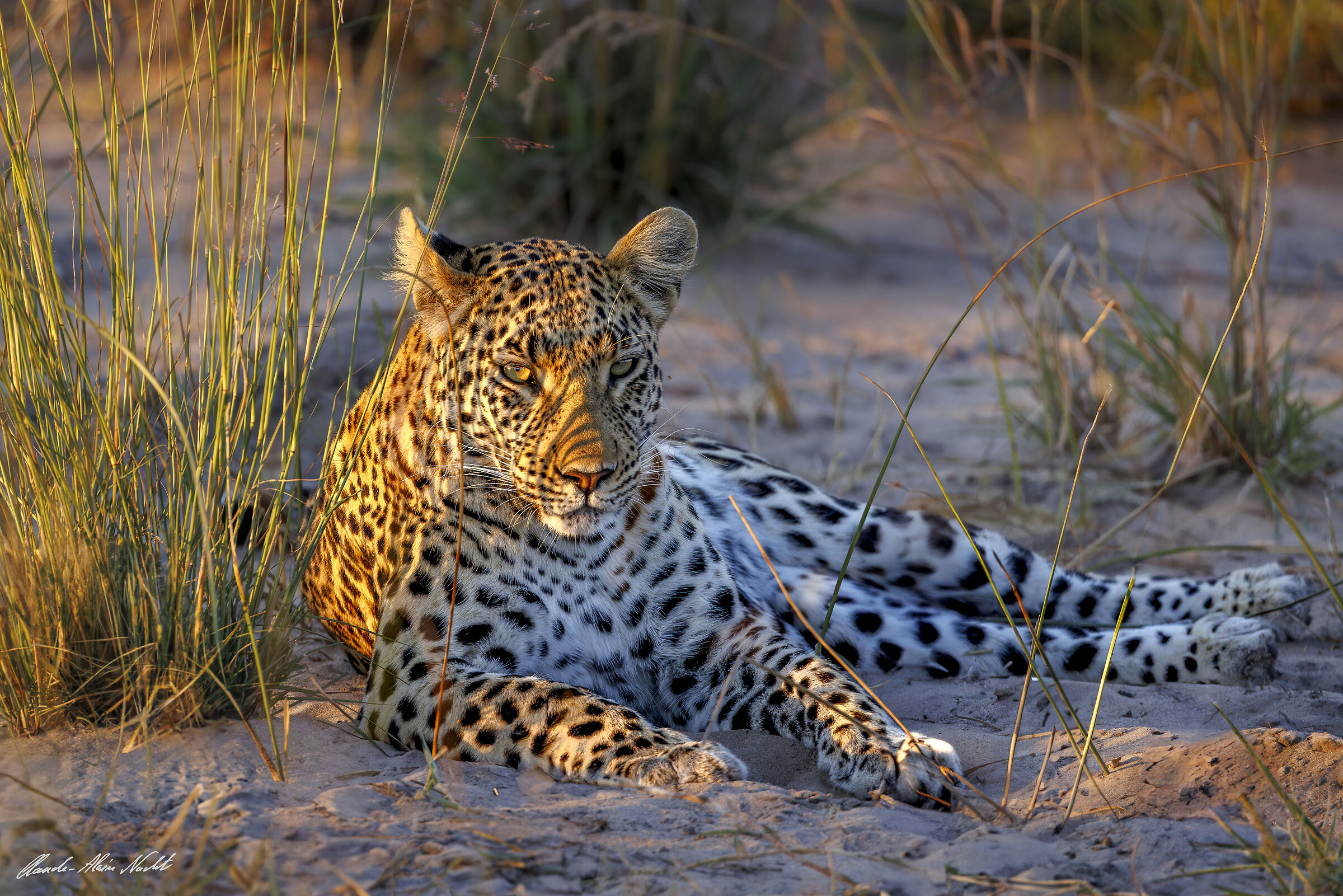 Leopard at dusk