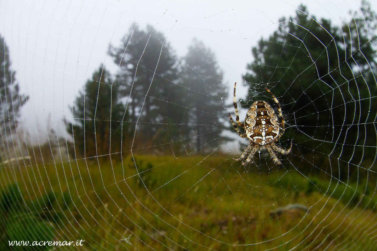 # Arachnida Araneus diadematus