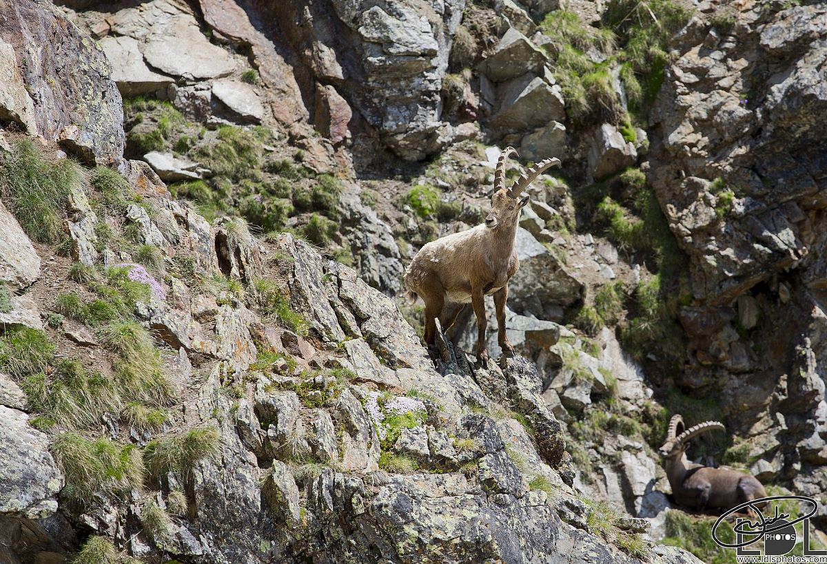 Il re del Gran Paradiso