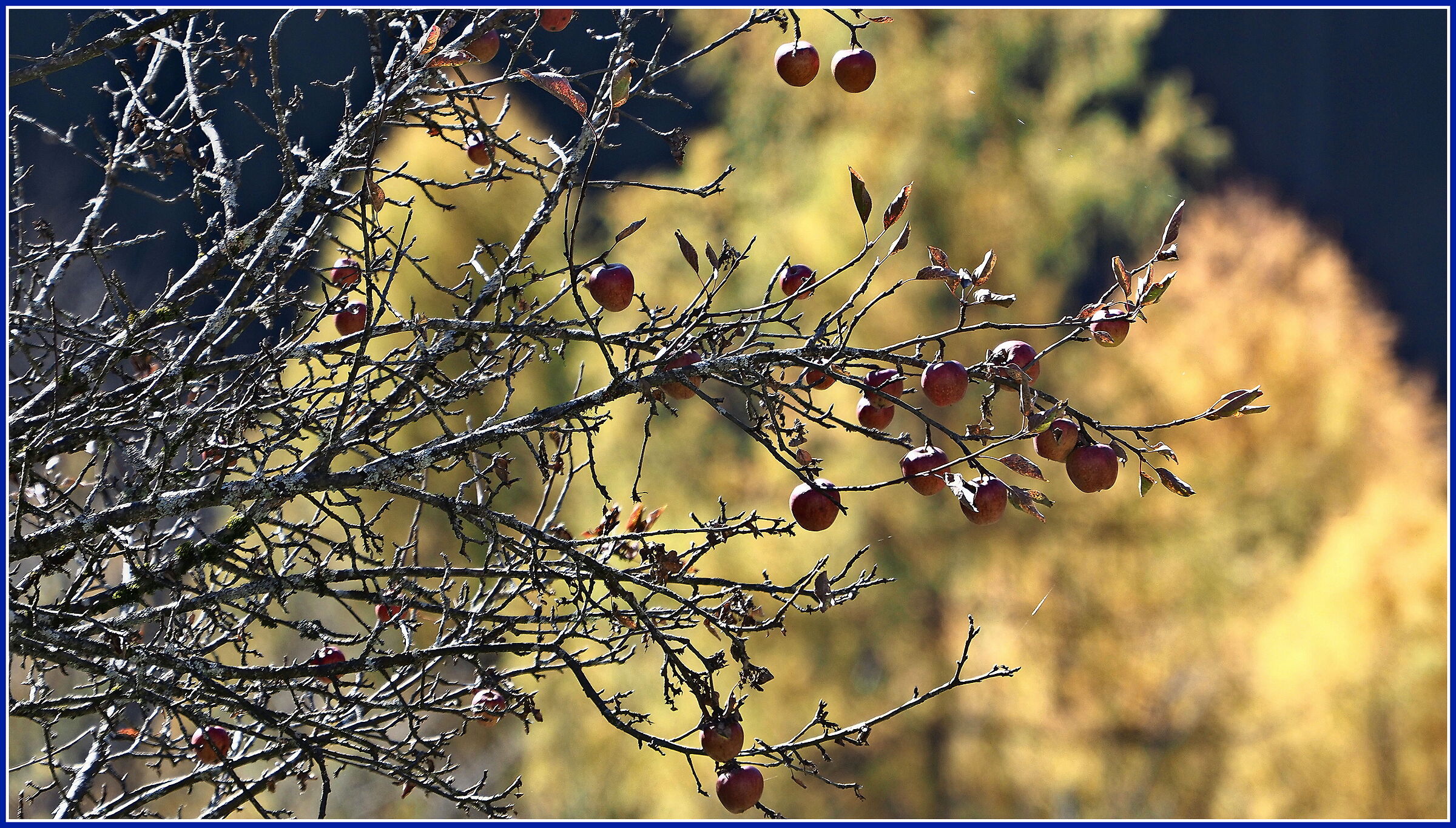 Hanging fruits