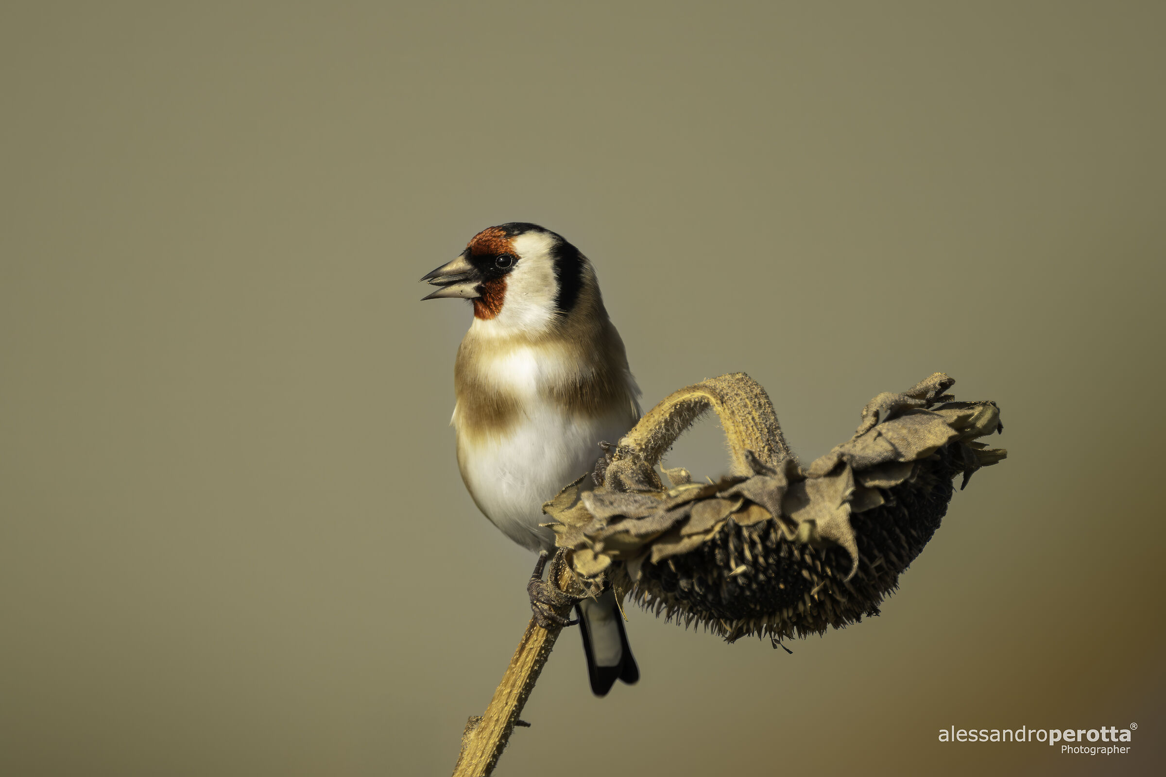 Carduelis carduelis