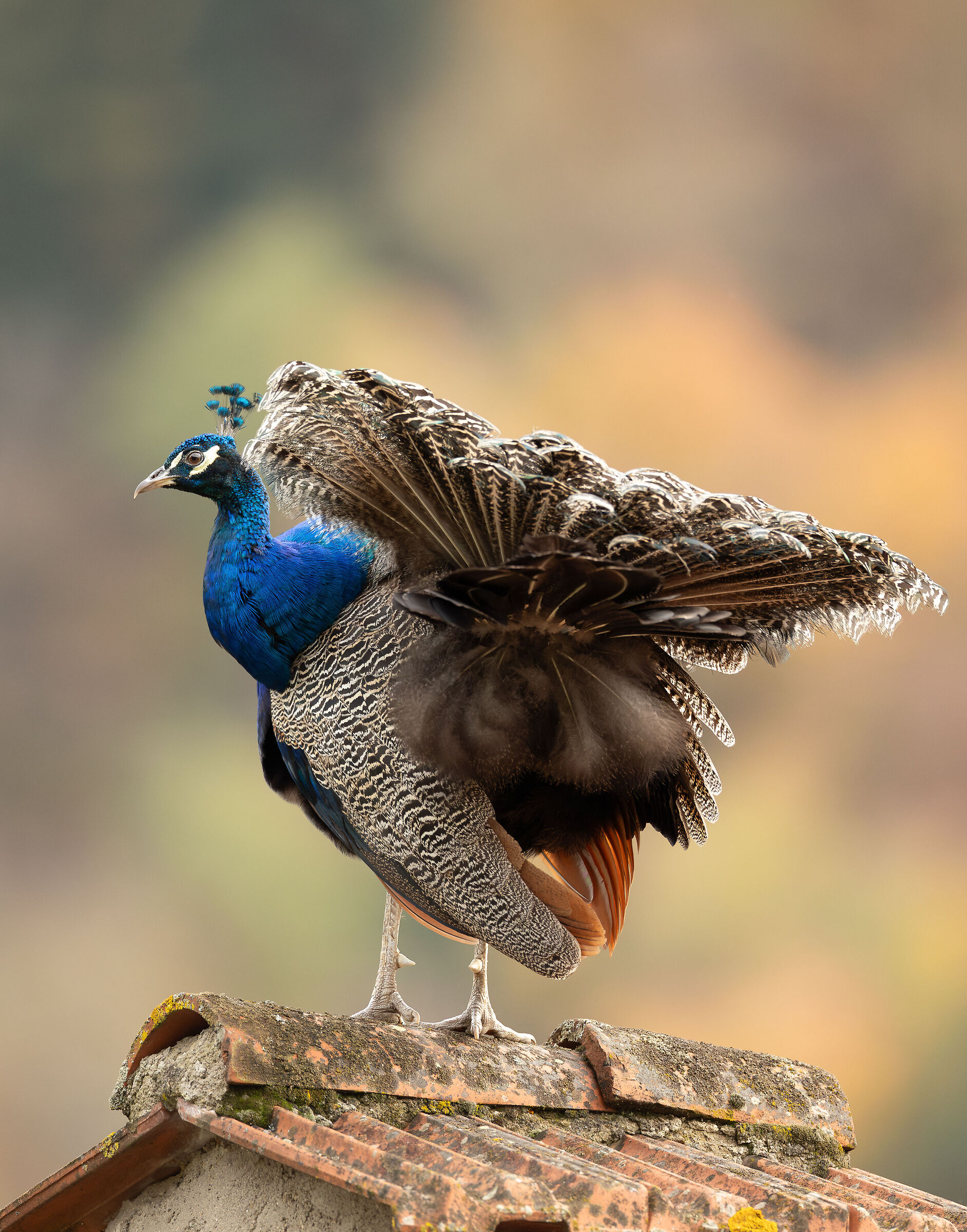 Still immature tail