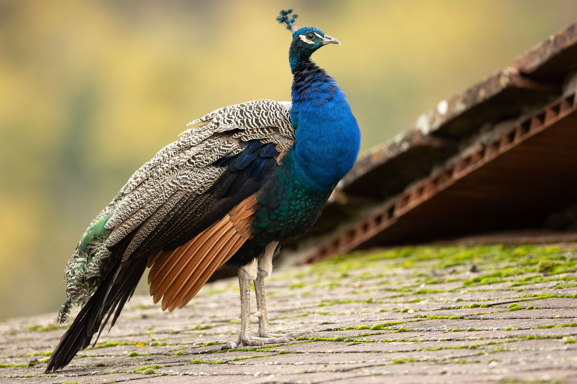 I colori della gioventù