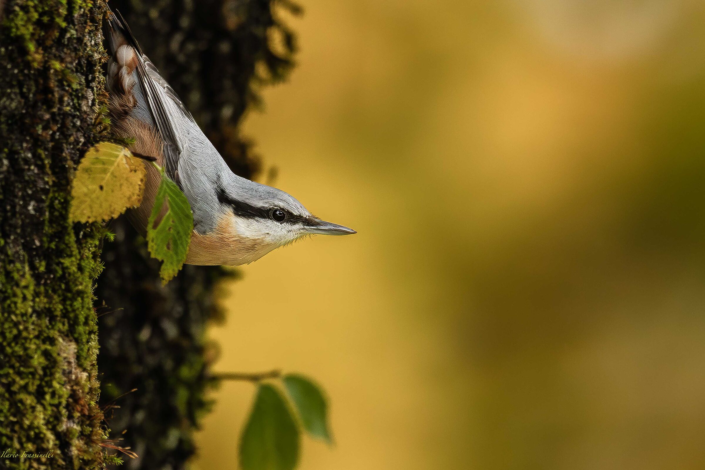 Wood nuthatch