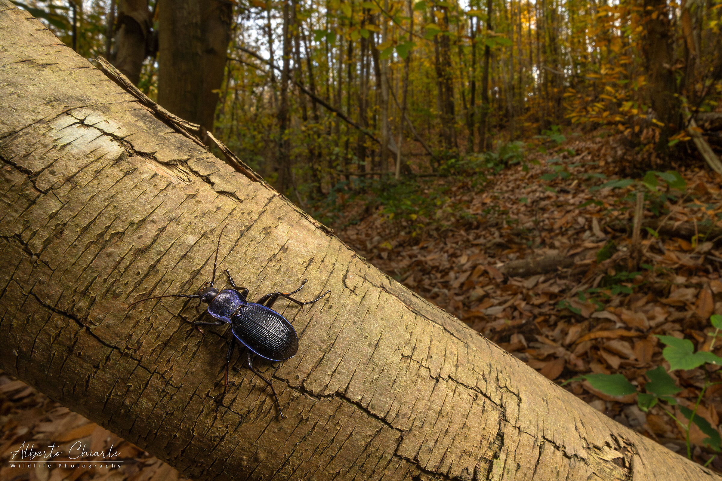 Carabus violaceus