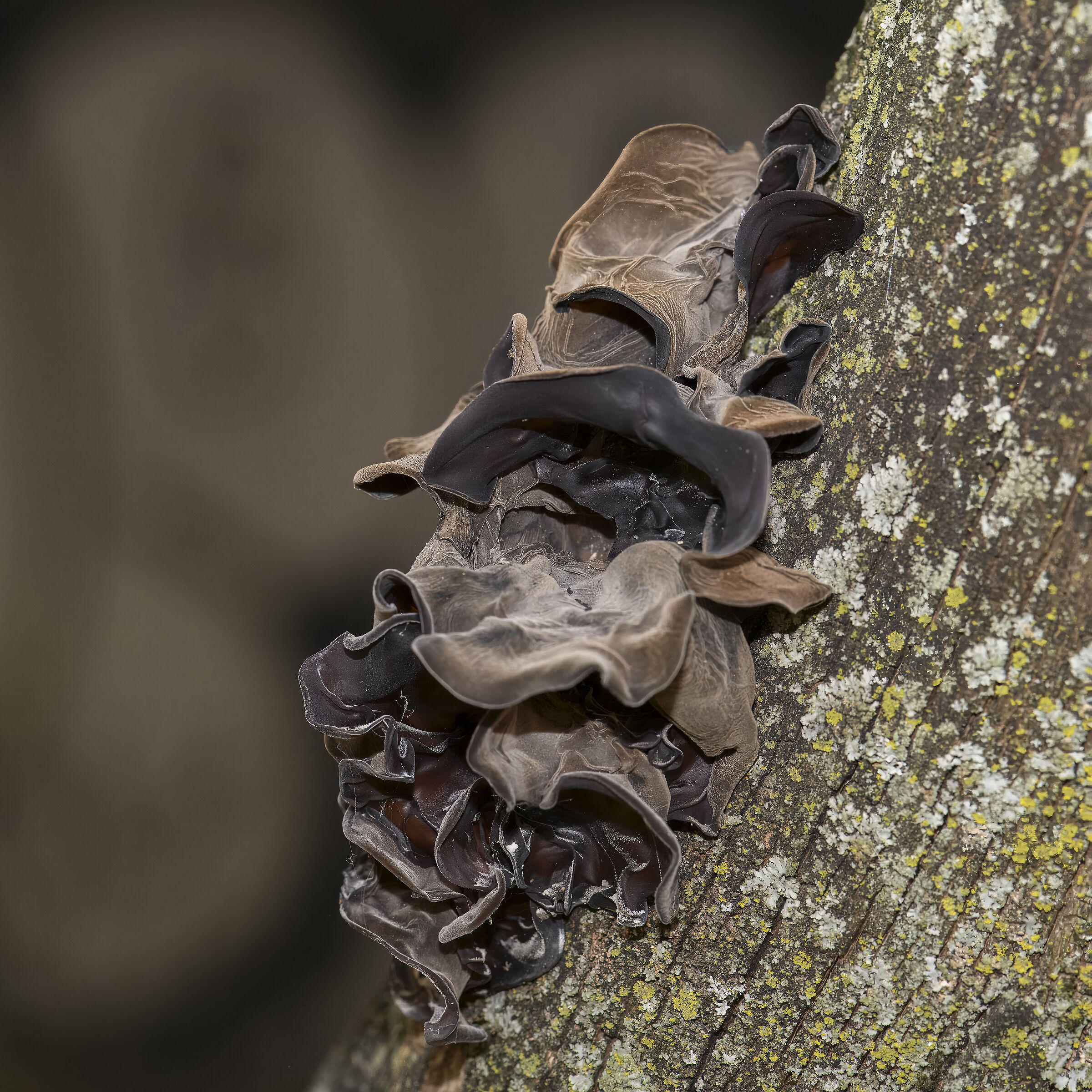 Wood mushroom