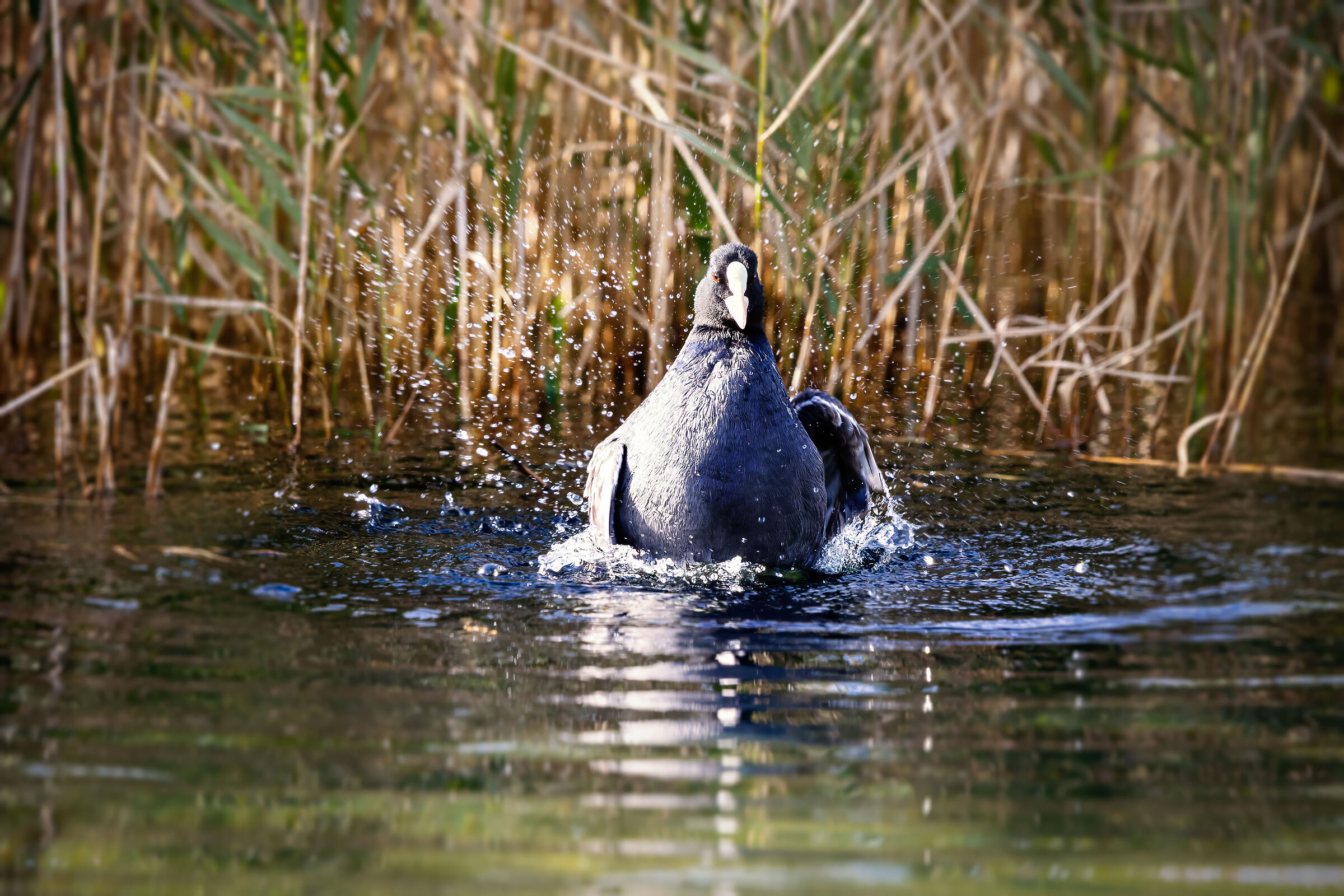 Between light and water