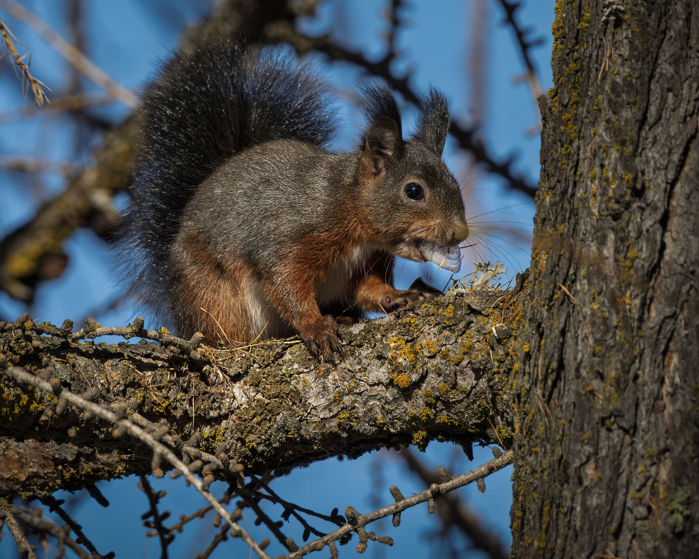 Squirrel , Sankt Moritz lake