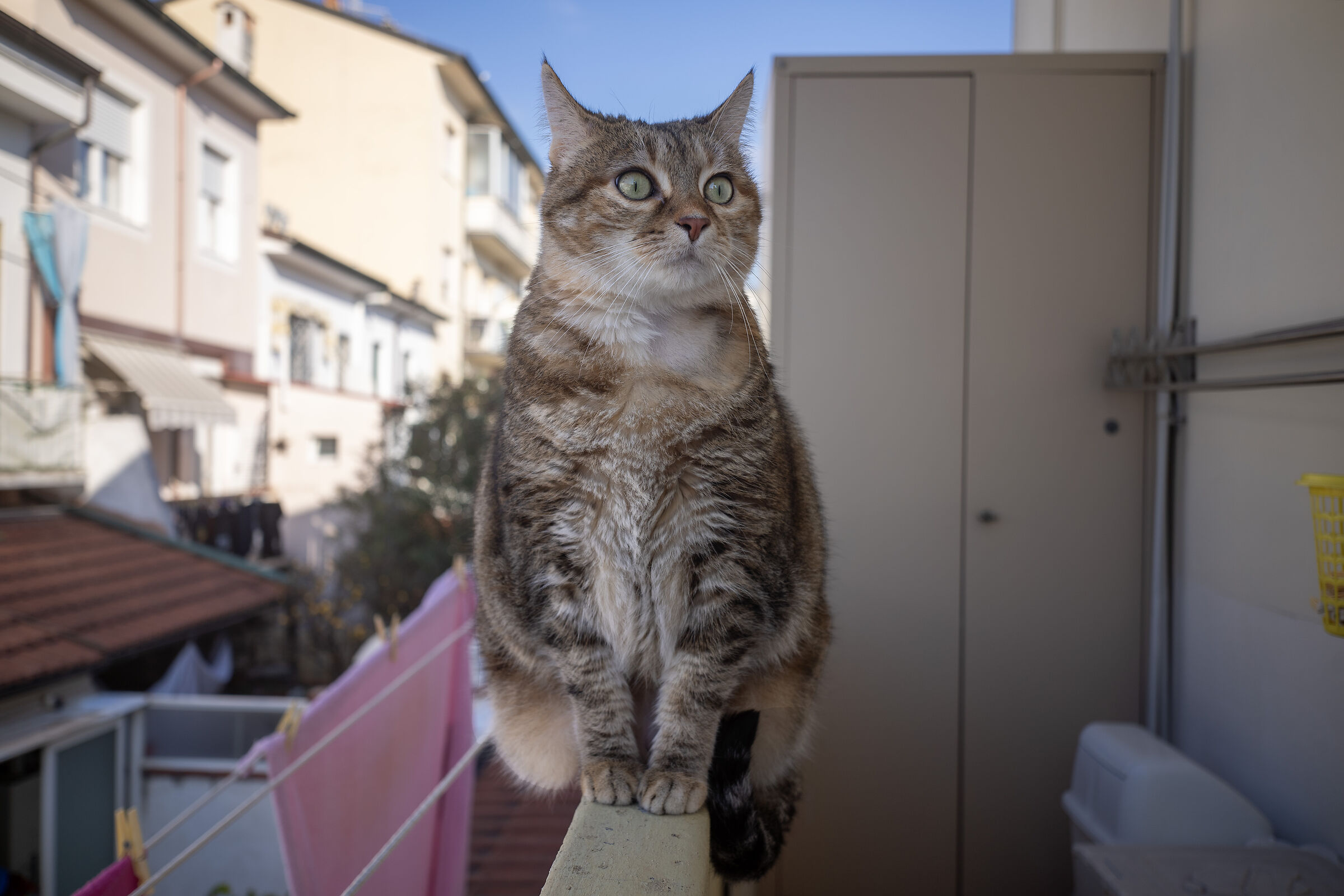 Come lizard let's play....