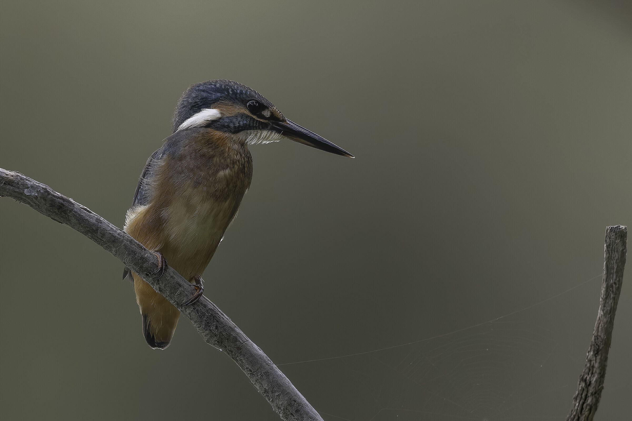 Kingfisher