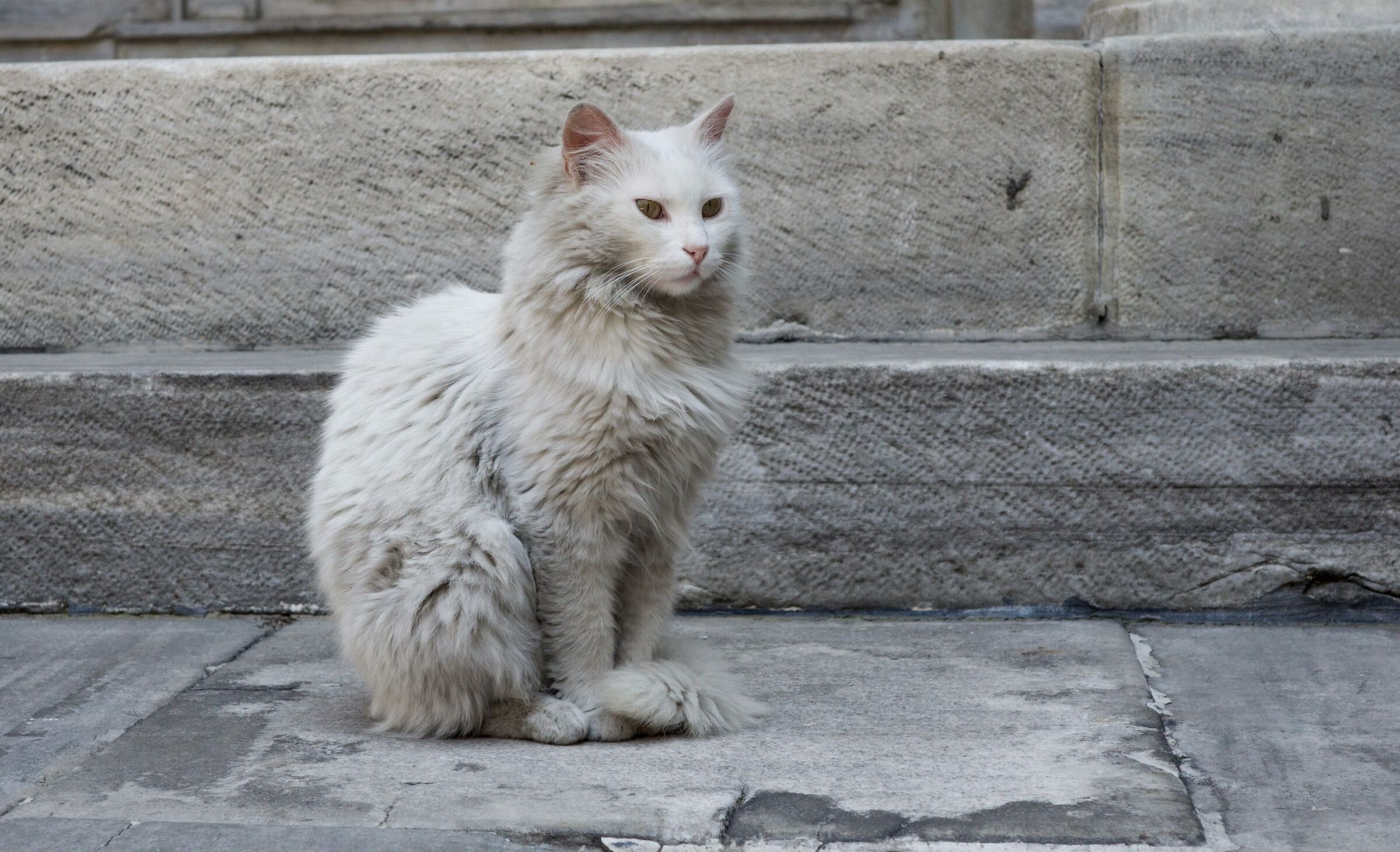 Cat in Istanbul