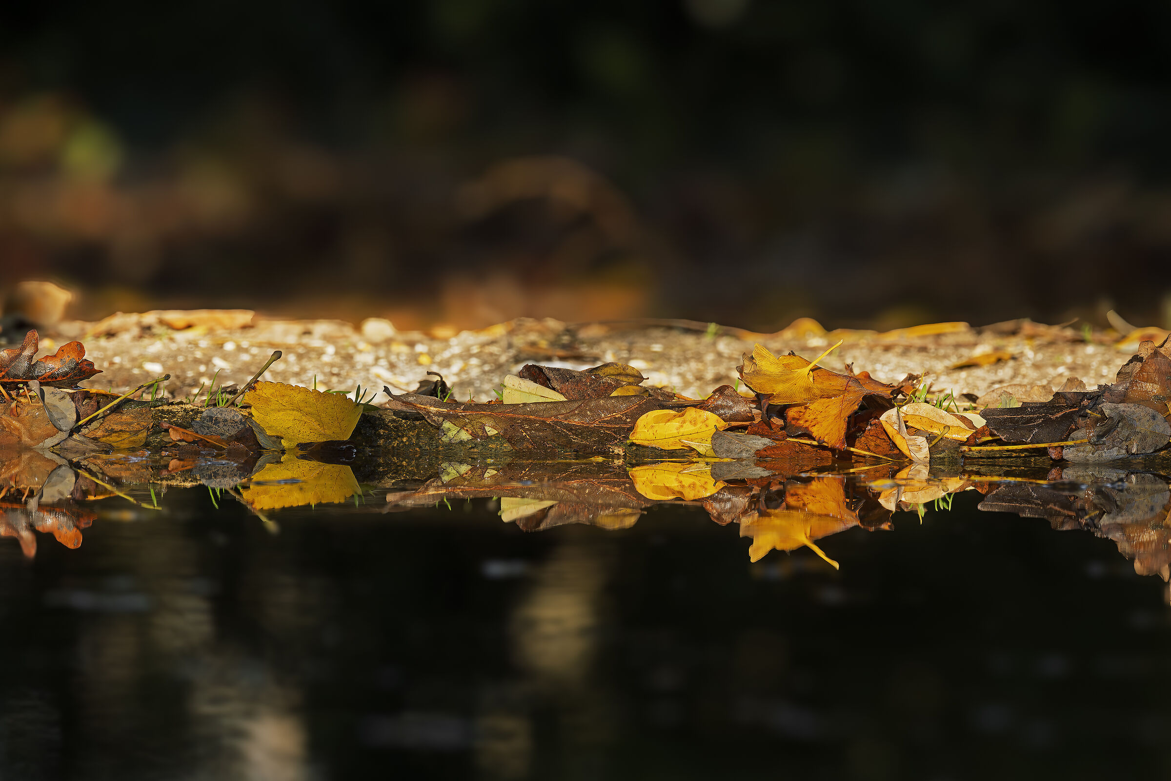 This is also foliage