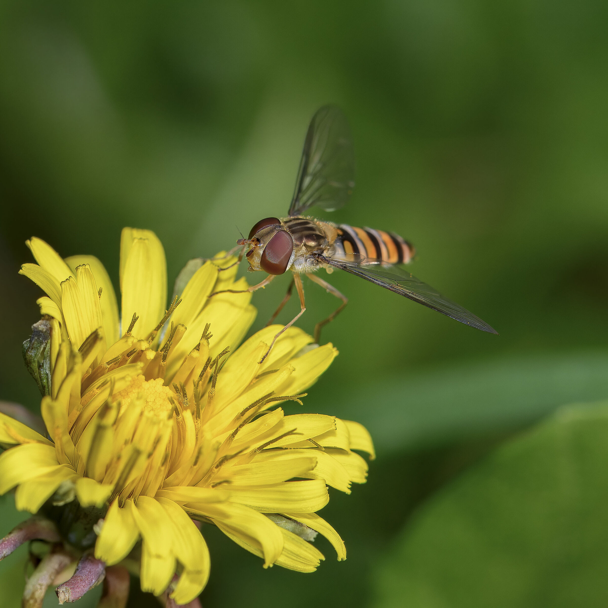 Episyrphus balteatus