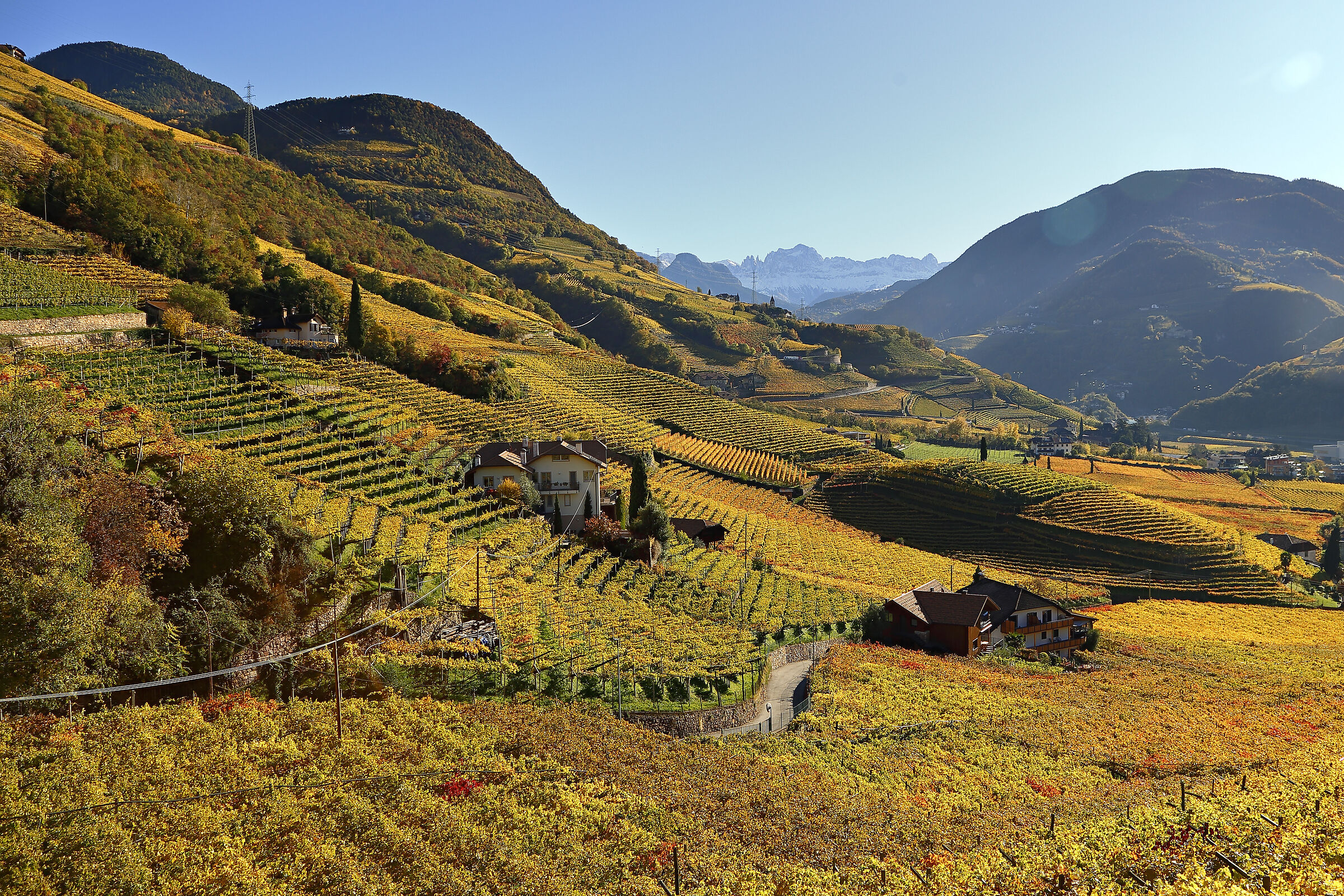 Il nostro vino Magdalener