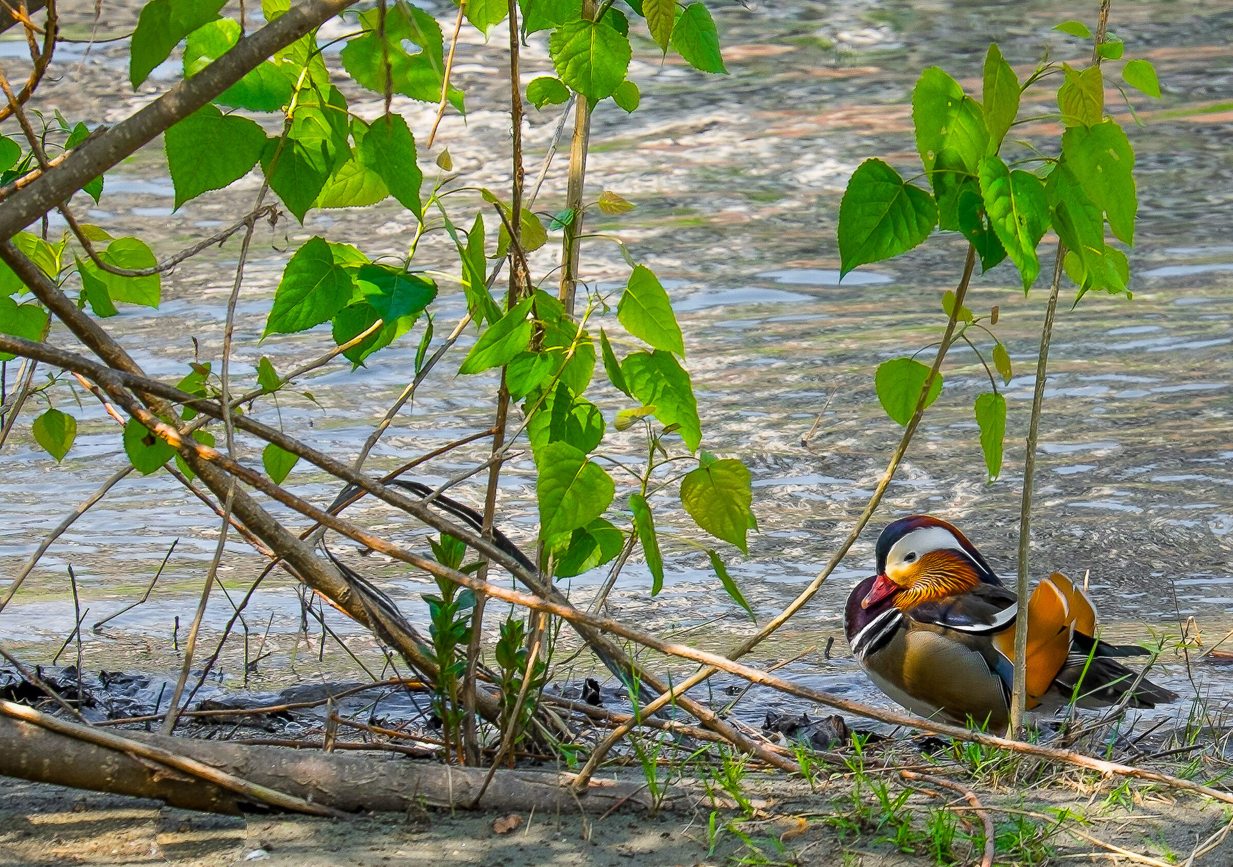 Mandarin duck...