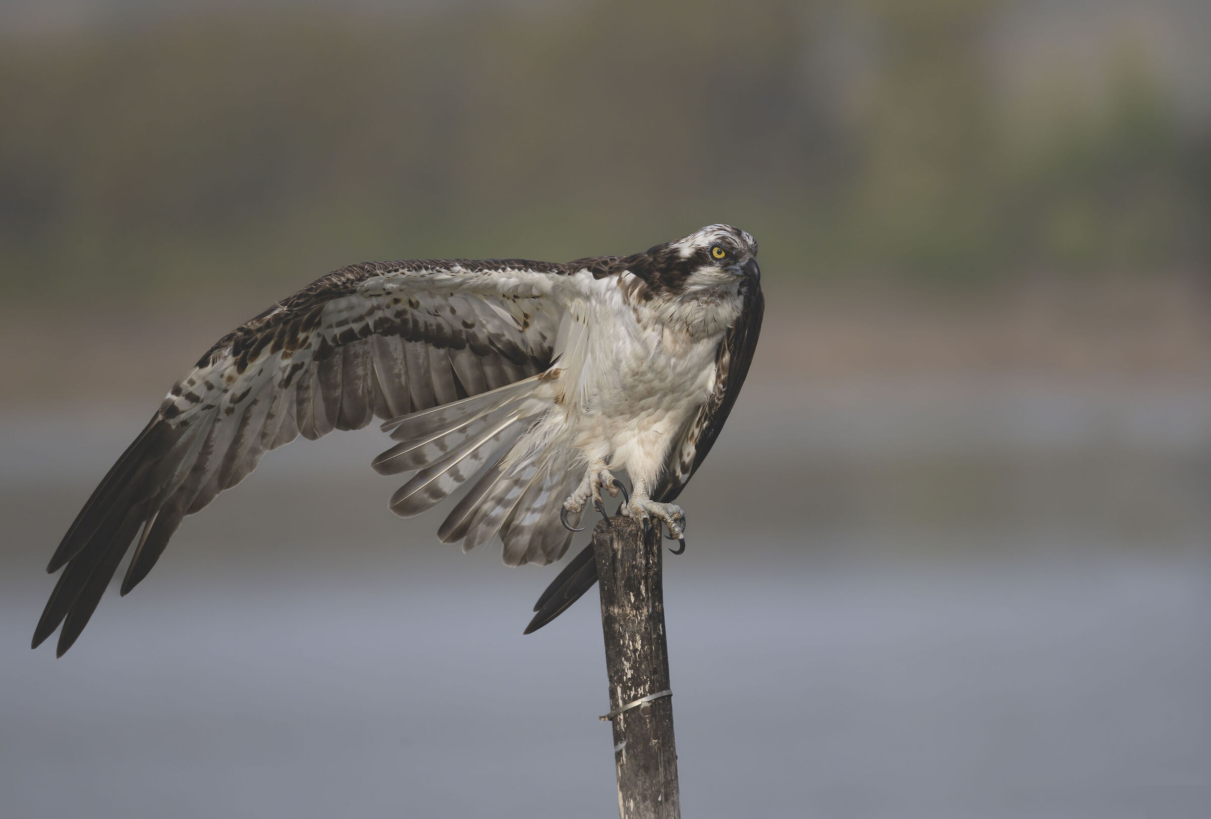 un po' di ginnastica, falco pescatore