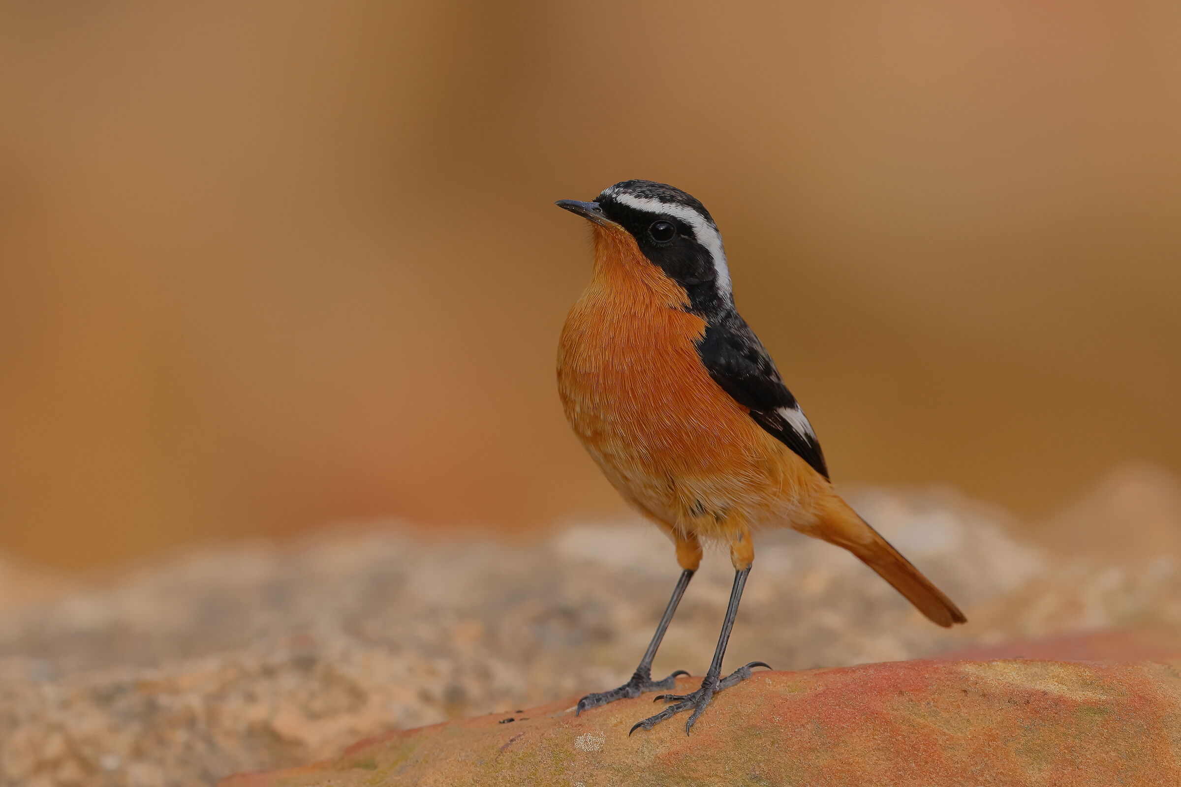 Moussier's Redstart