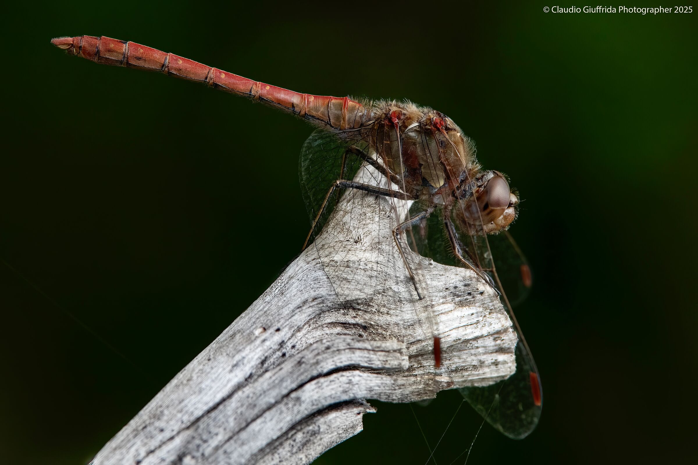 Sympetrum striolatum