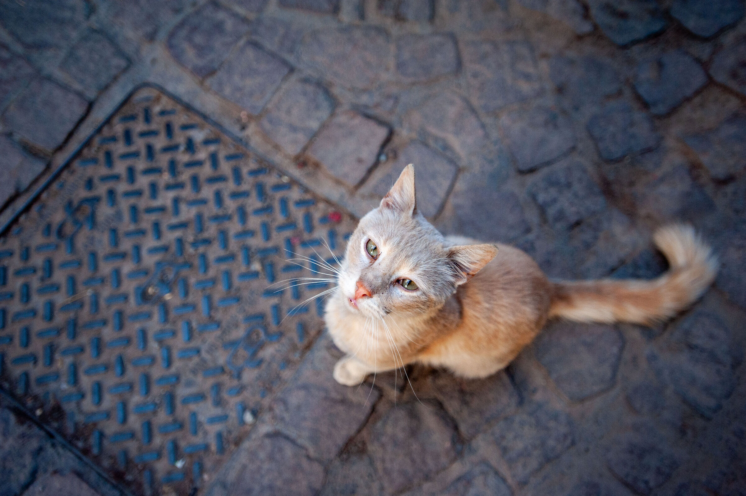 MarraCAT