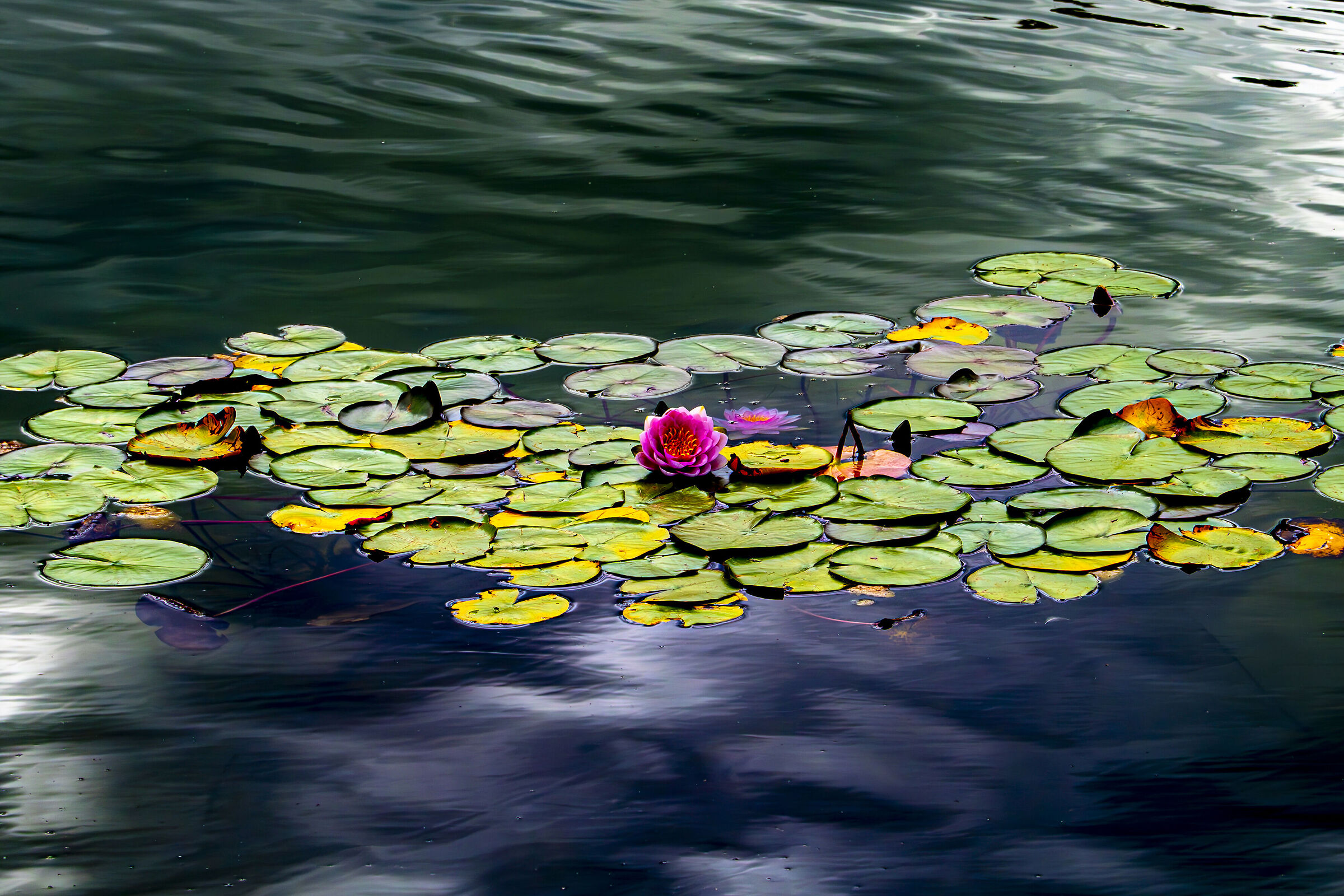 Water lily