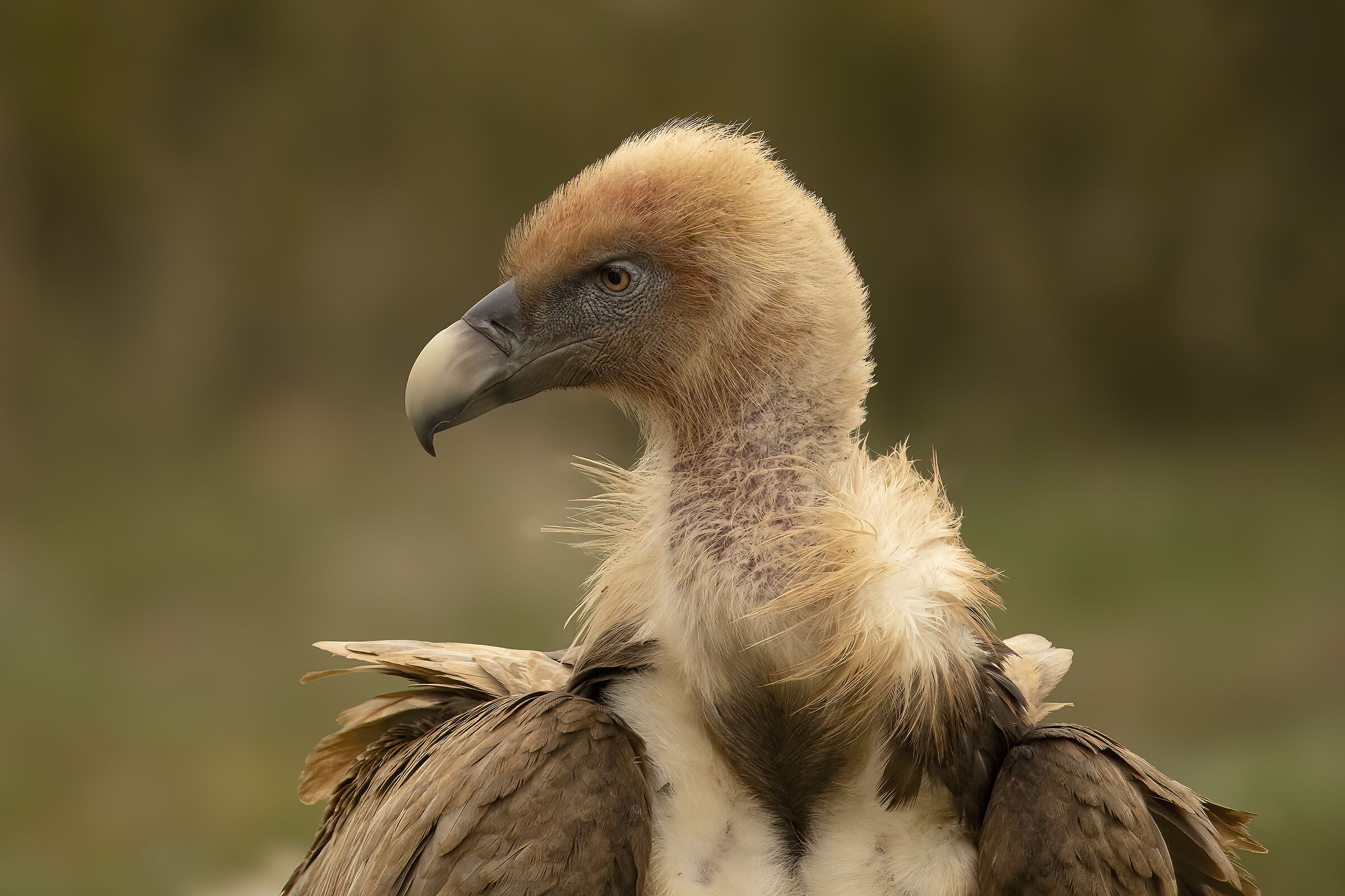 Avvoltoio Grifone Millau Francia