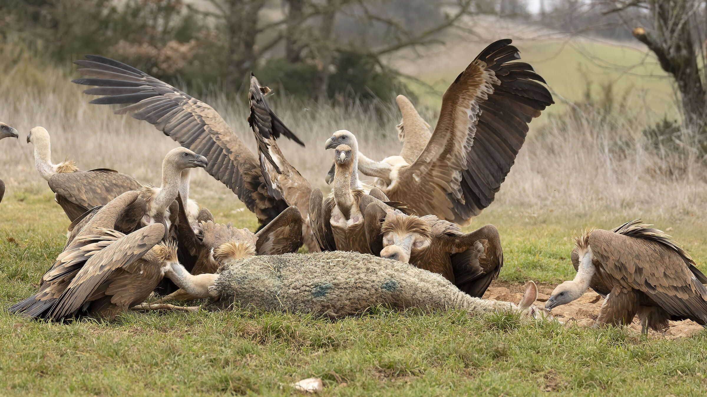 Avvoltoio Grifone Millau Francia