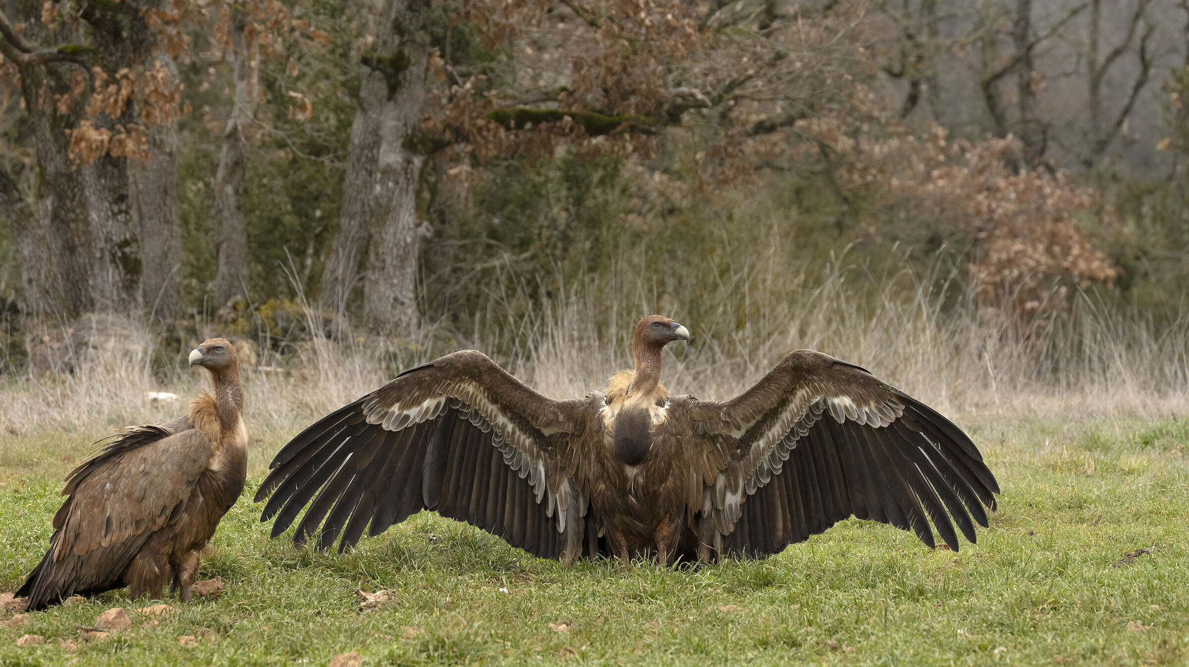 Avvoltoio Grifone Millau Francia