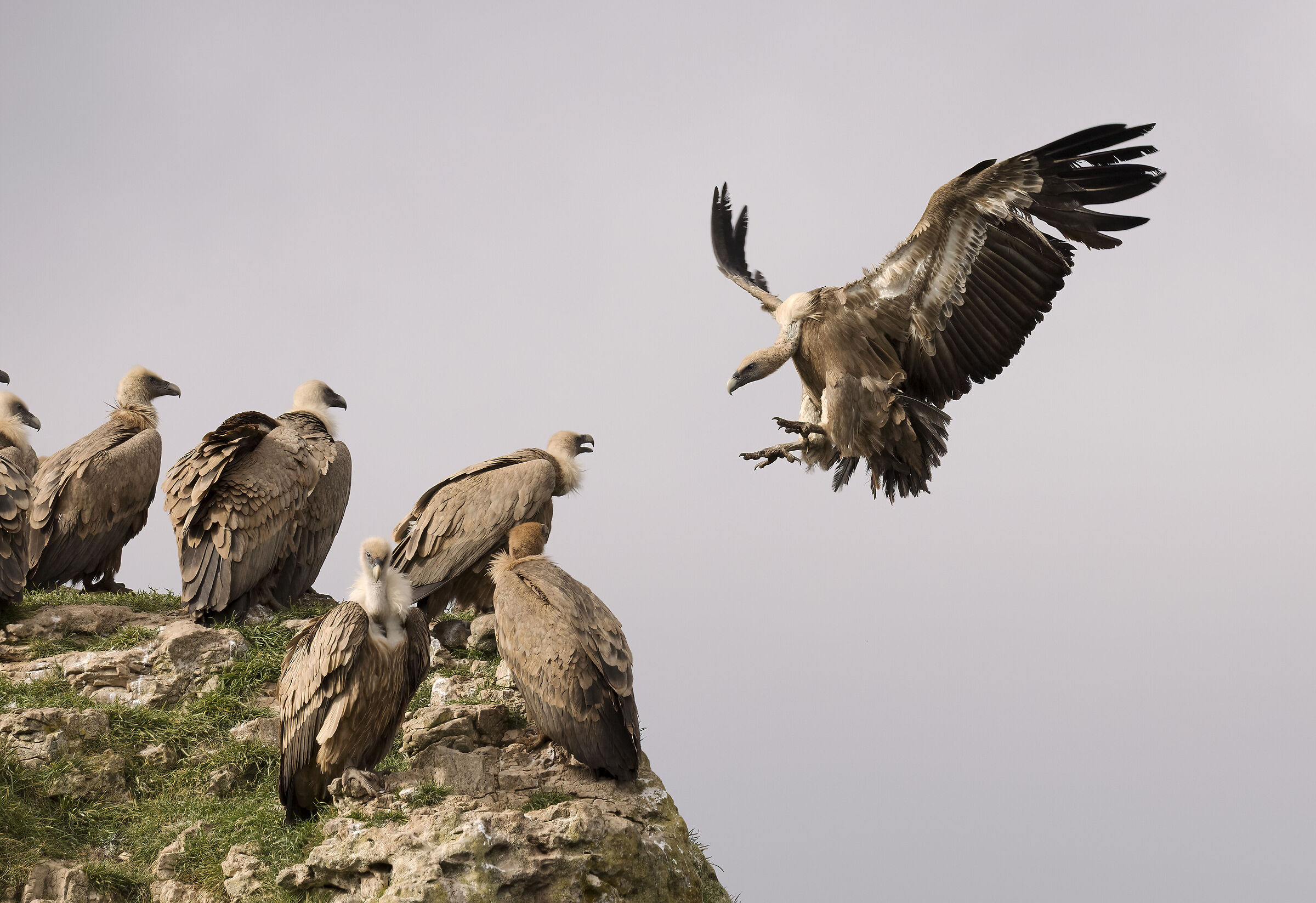 Avvoltoio Grifone Millau Francia