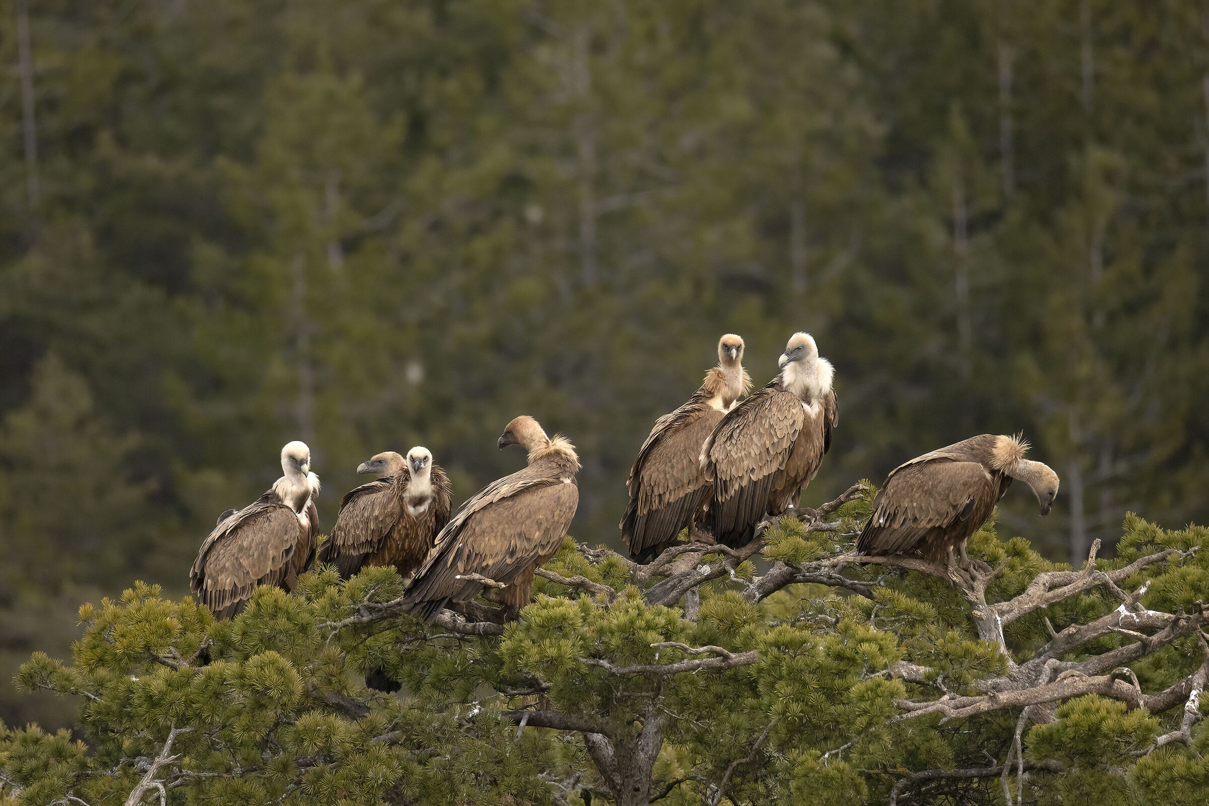 Avvoltoio Grifone Millau Francia