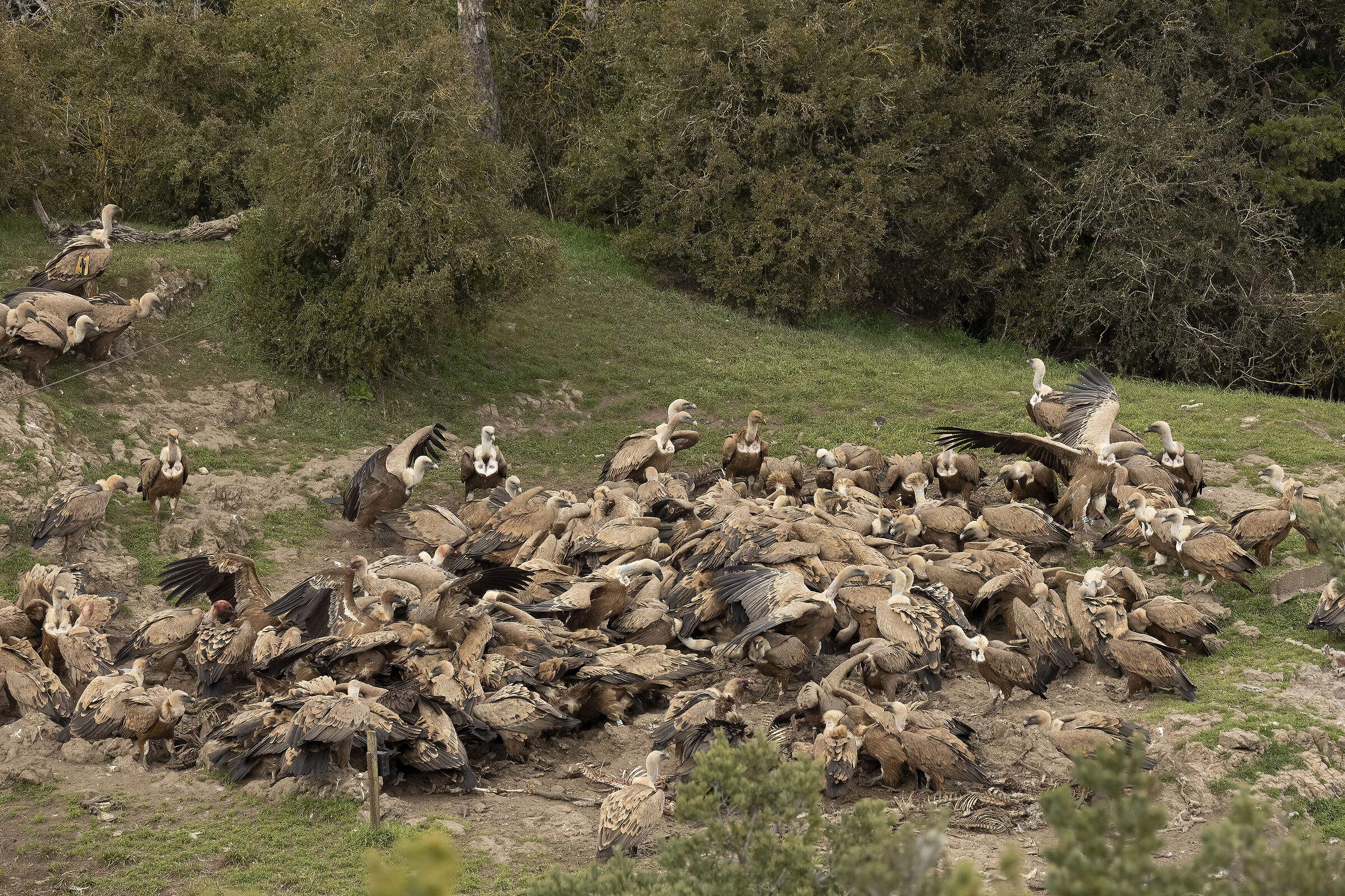 Avvoltoio Grifone Millau Francia