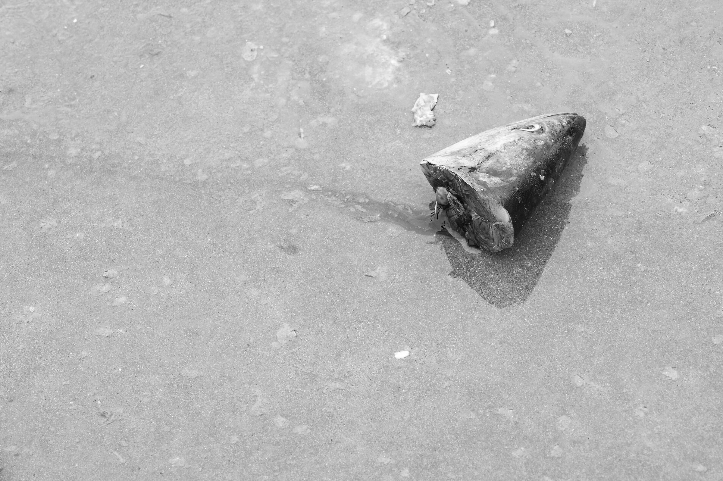 Essaouira mercato del pesce