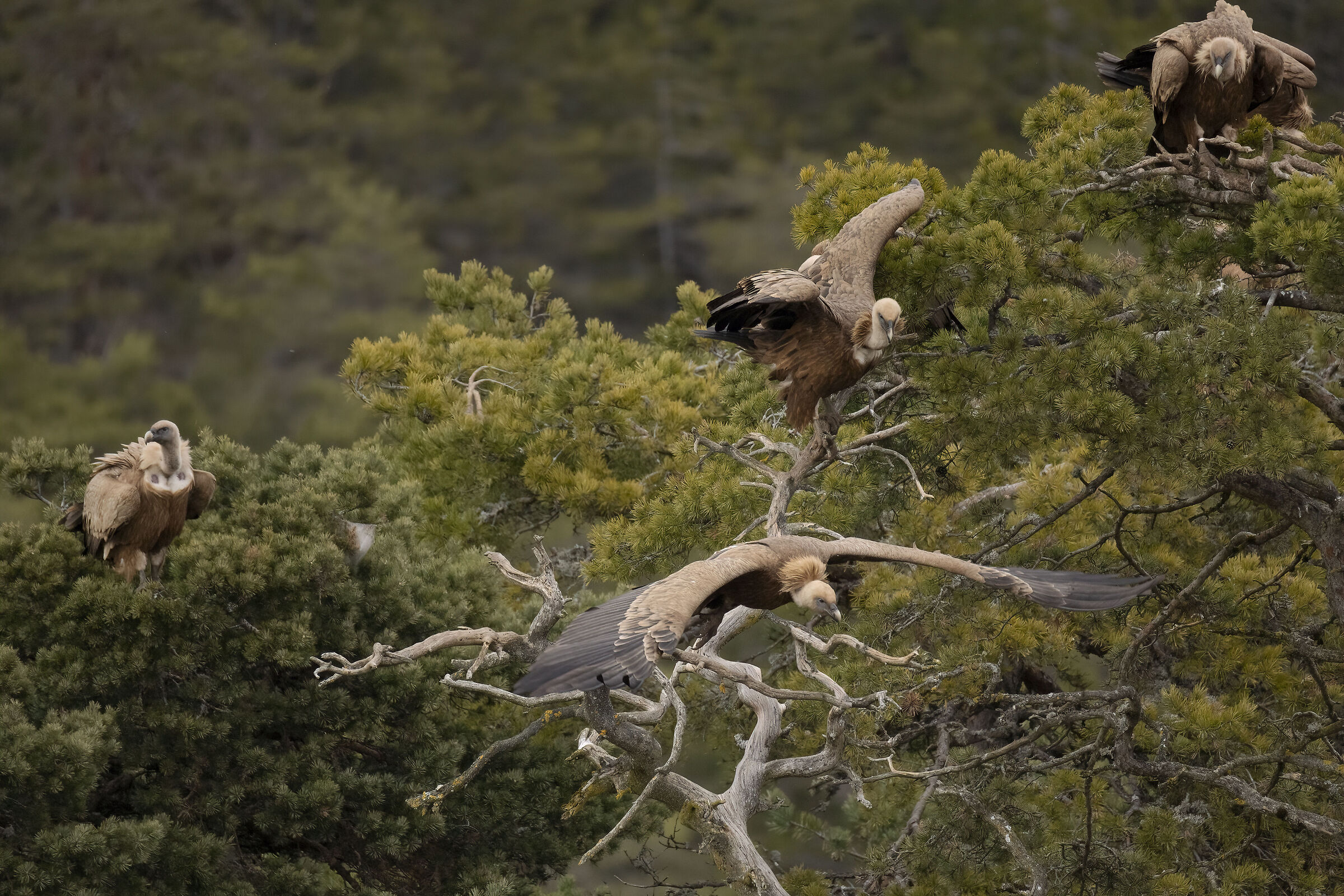 Avvoltoio Grifone Millau Francia