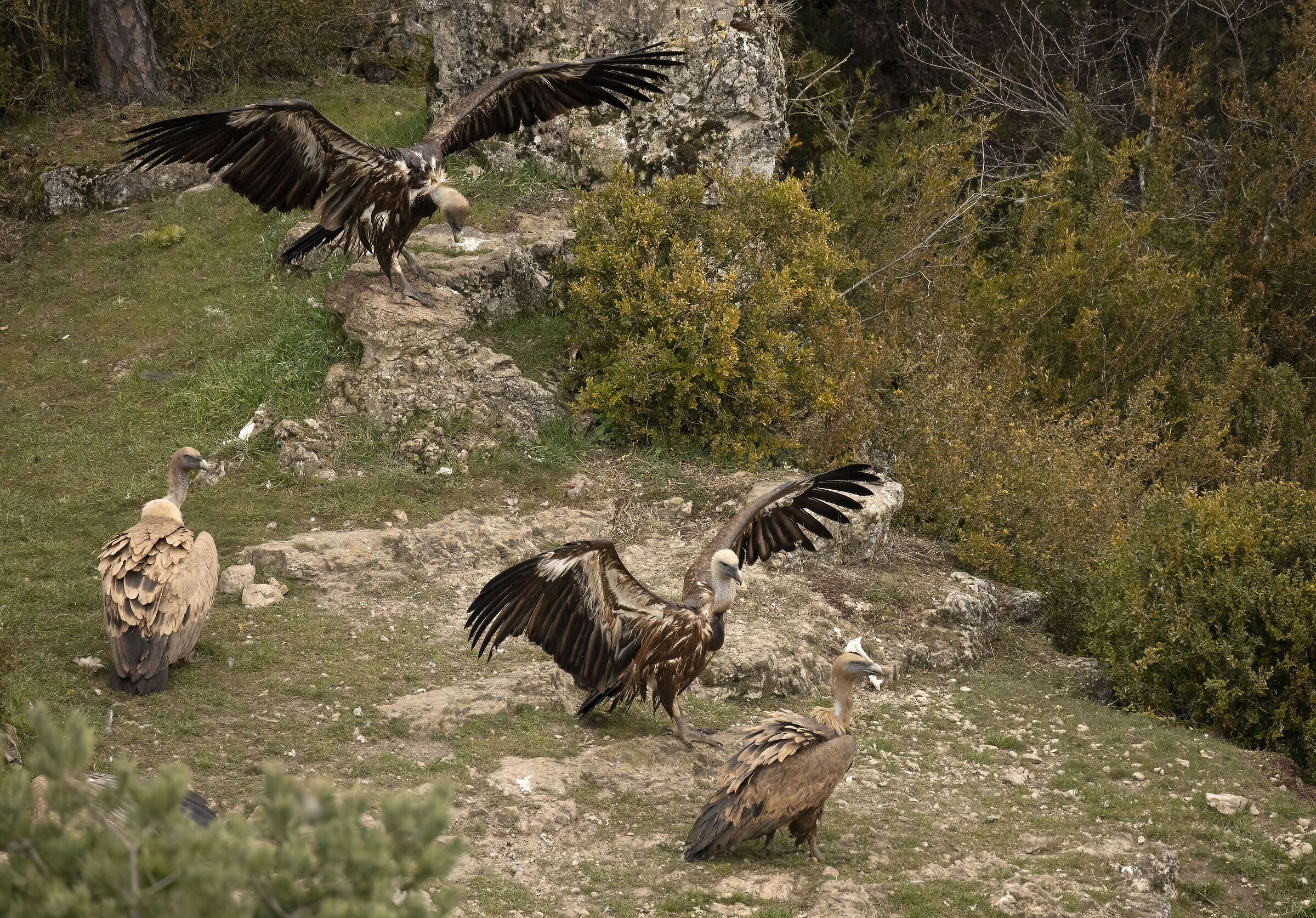 Avvoltoio Grifone Millau Francia