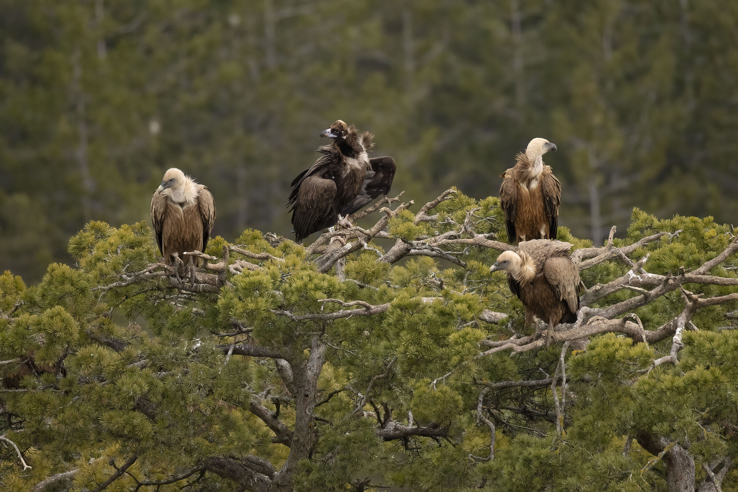 Avvoltoio Grifone Millau Francia