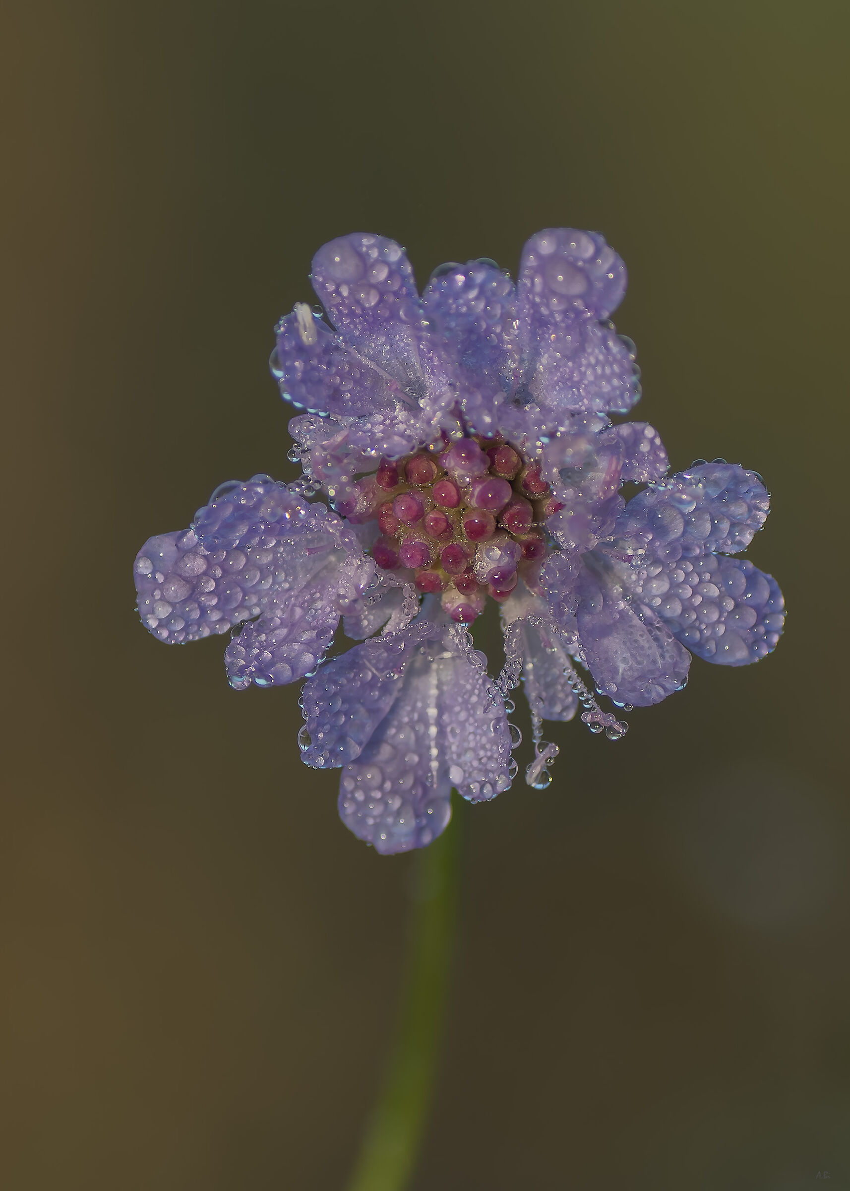 Scabiosa dei campi