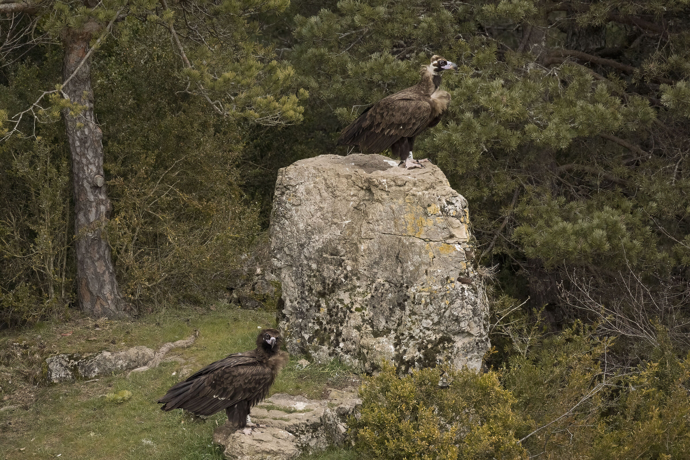 Avvoltoio Monaco Millau Francia