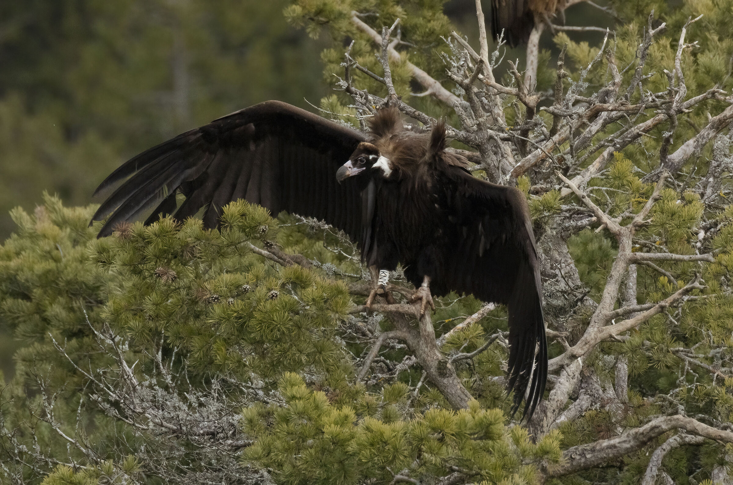 Avvoltoio Monaco Millau Francia