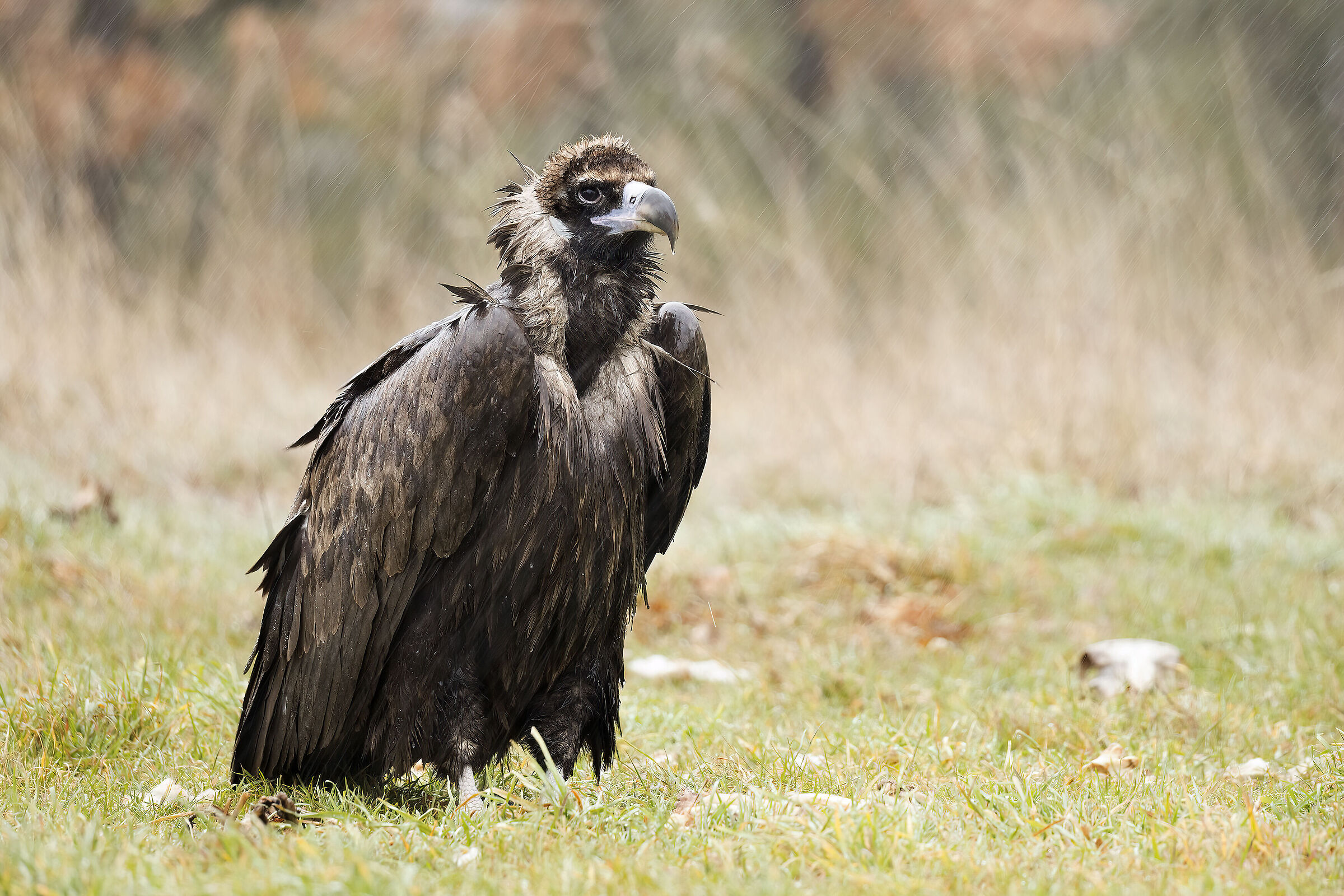 Avvoltoio Monaco Millau Francia