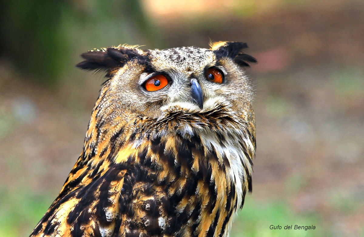 Gufo del Bengala