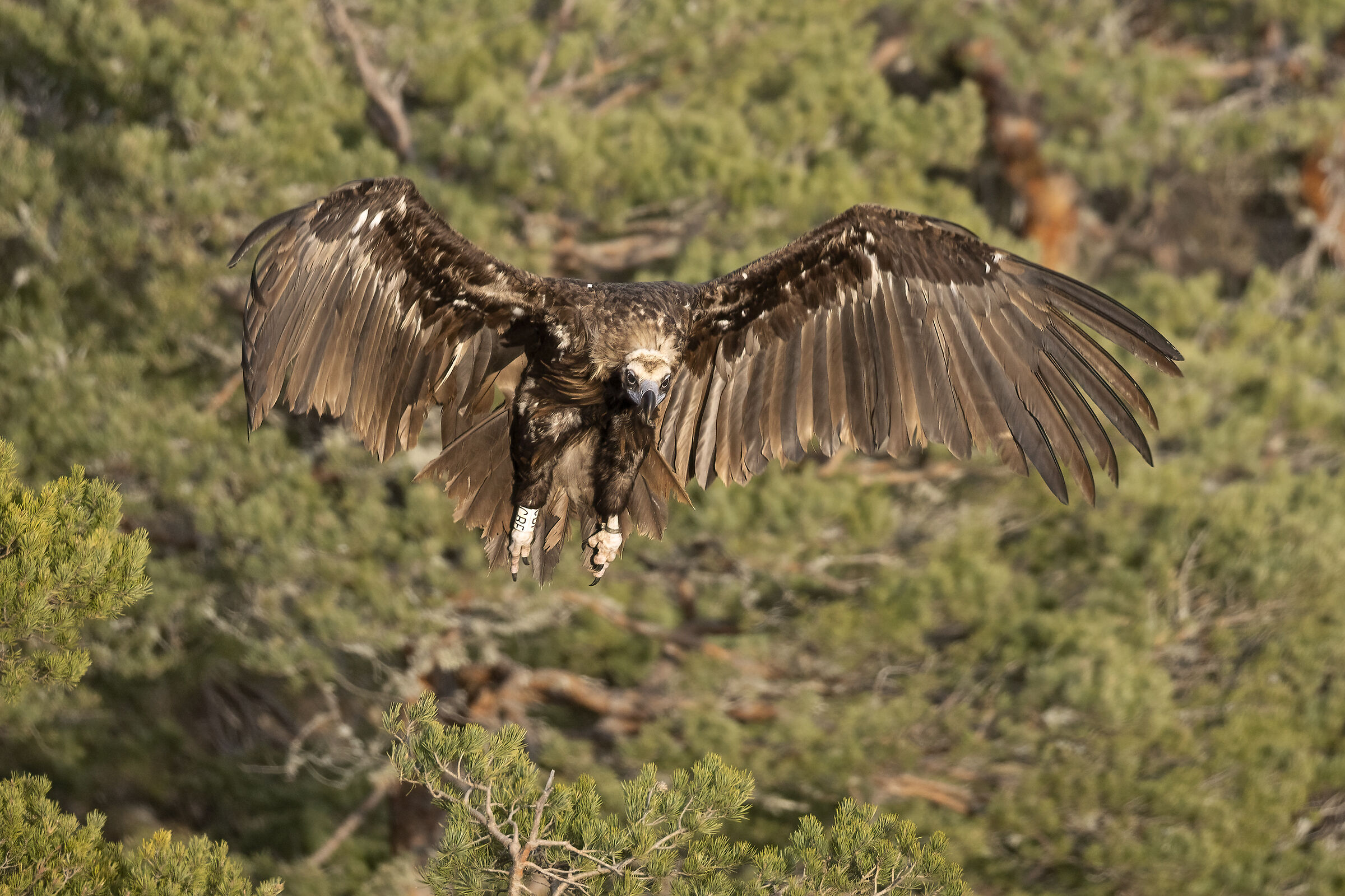 Avvoltoio Monaco Millau Francia