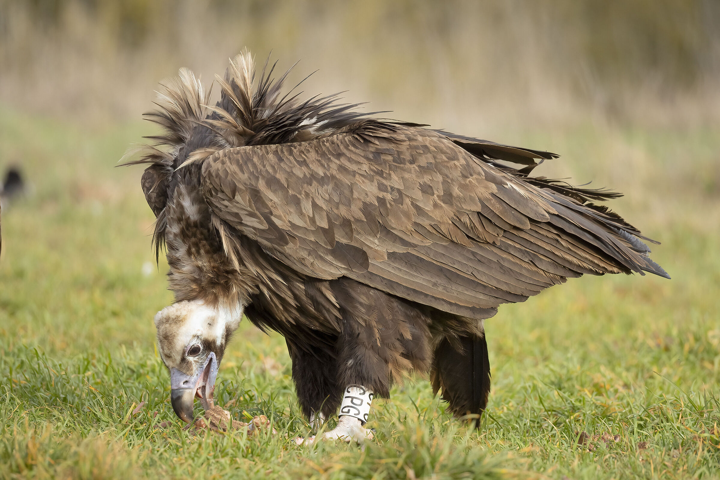 Avvoltoio Monaco Millau Francia