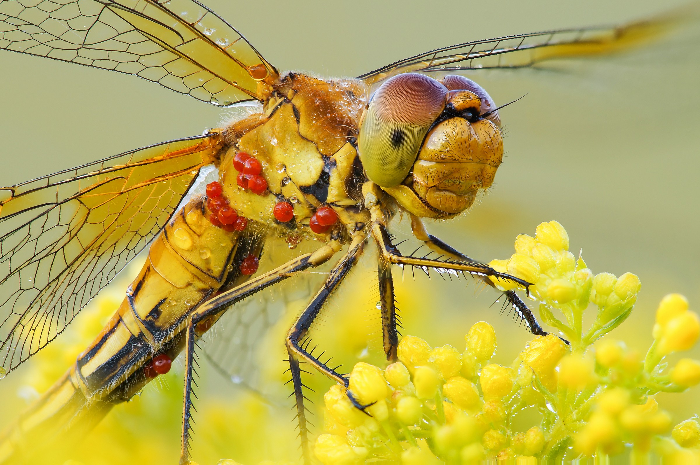 red drops (Sympetrum striolatum)