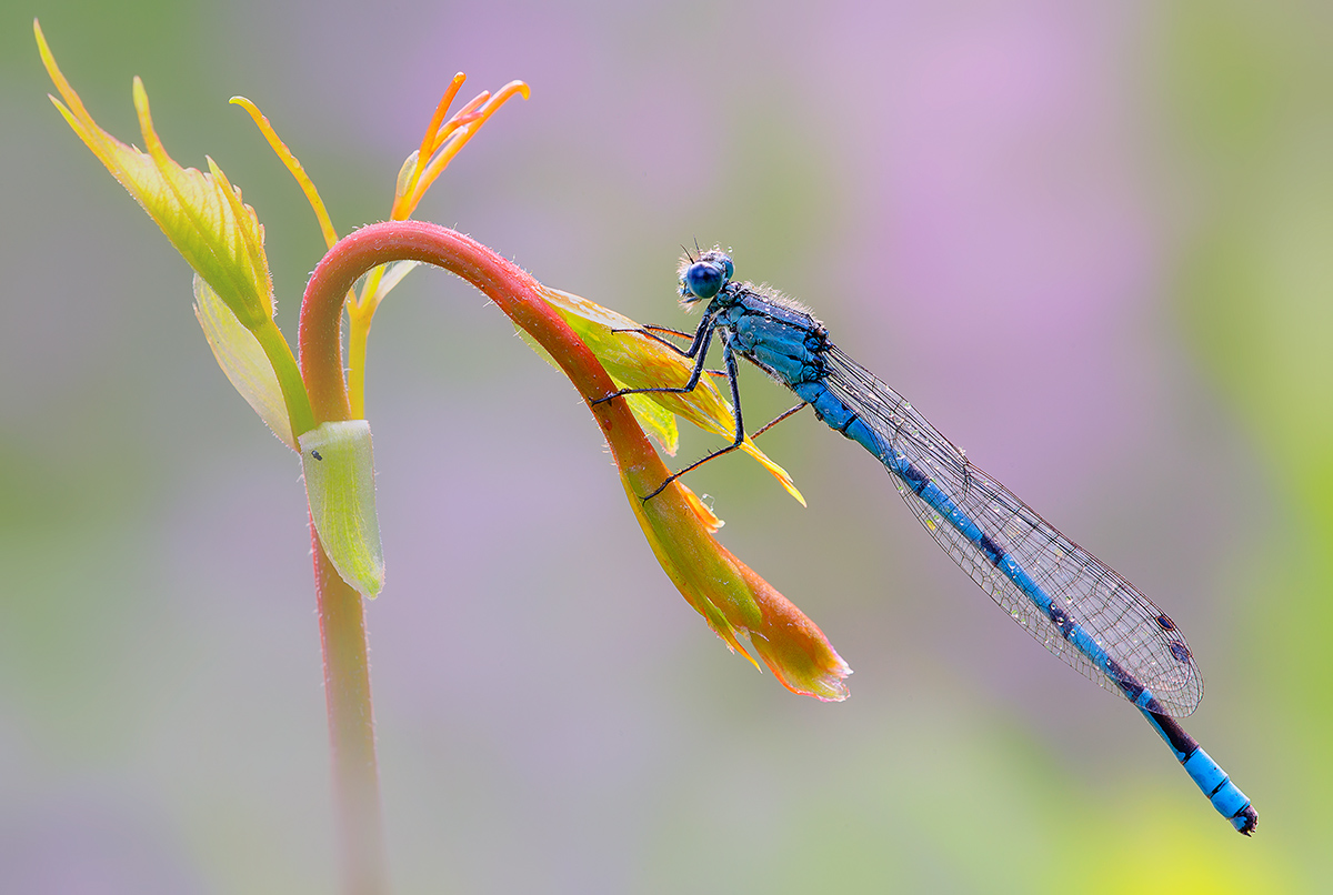 The Lady and the dream